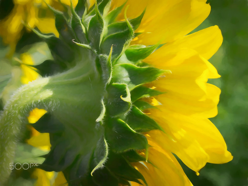 Olympus E-5 + OLYMPUS 50mm Lens sample photo. Painted sunflower photography