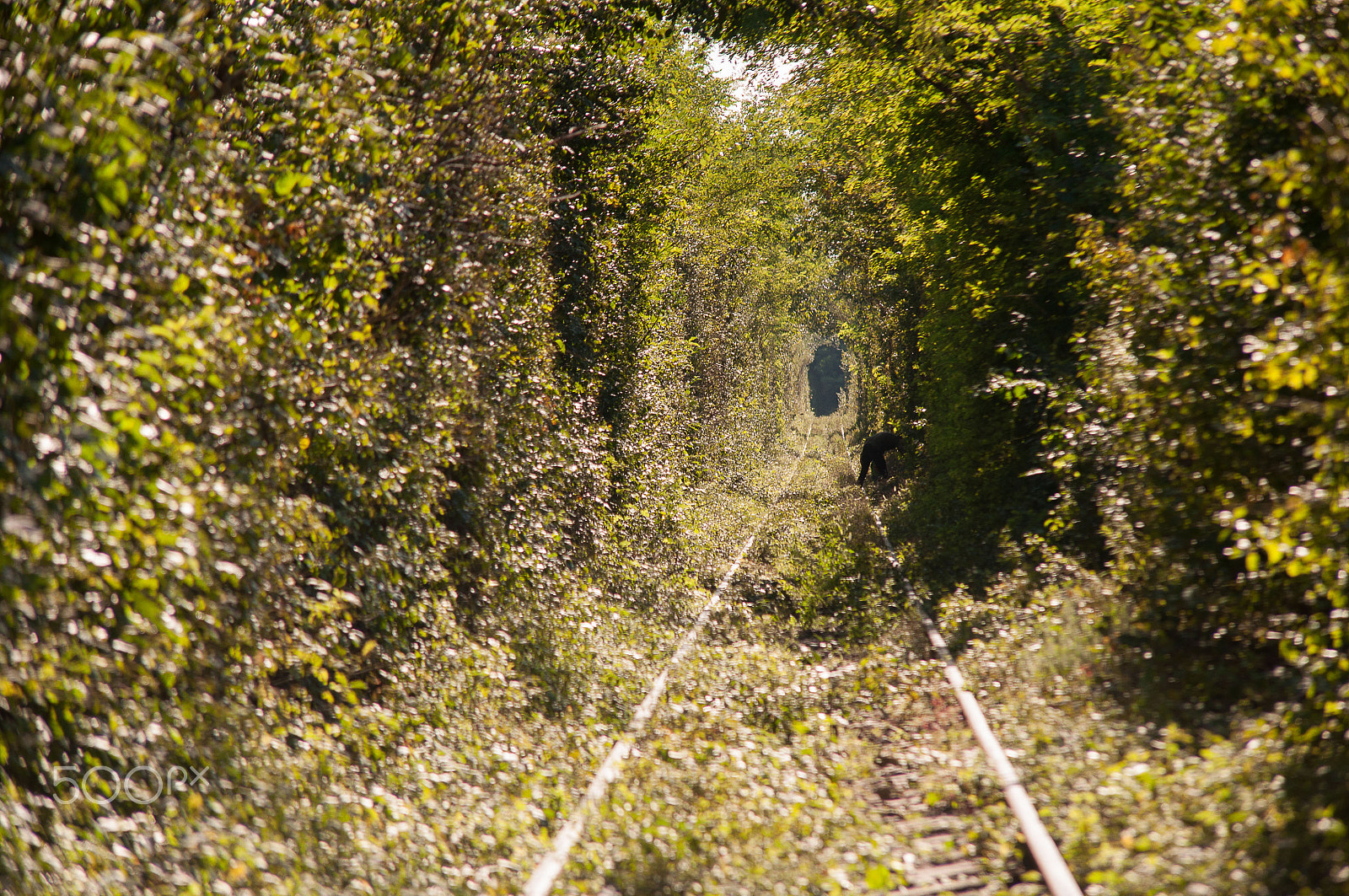 Sigma 50-150mm F2.8 EX APO DC HSM II sample photo. Tunnel of love photography