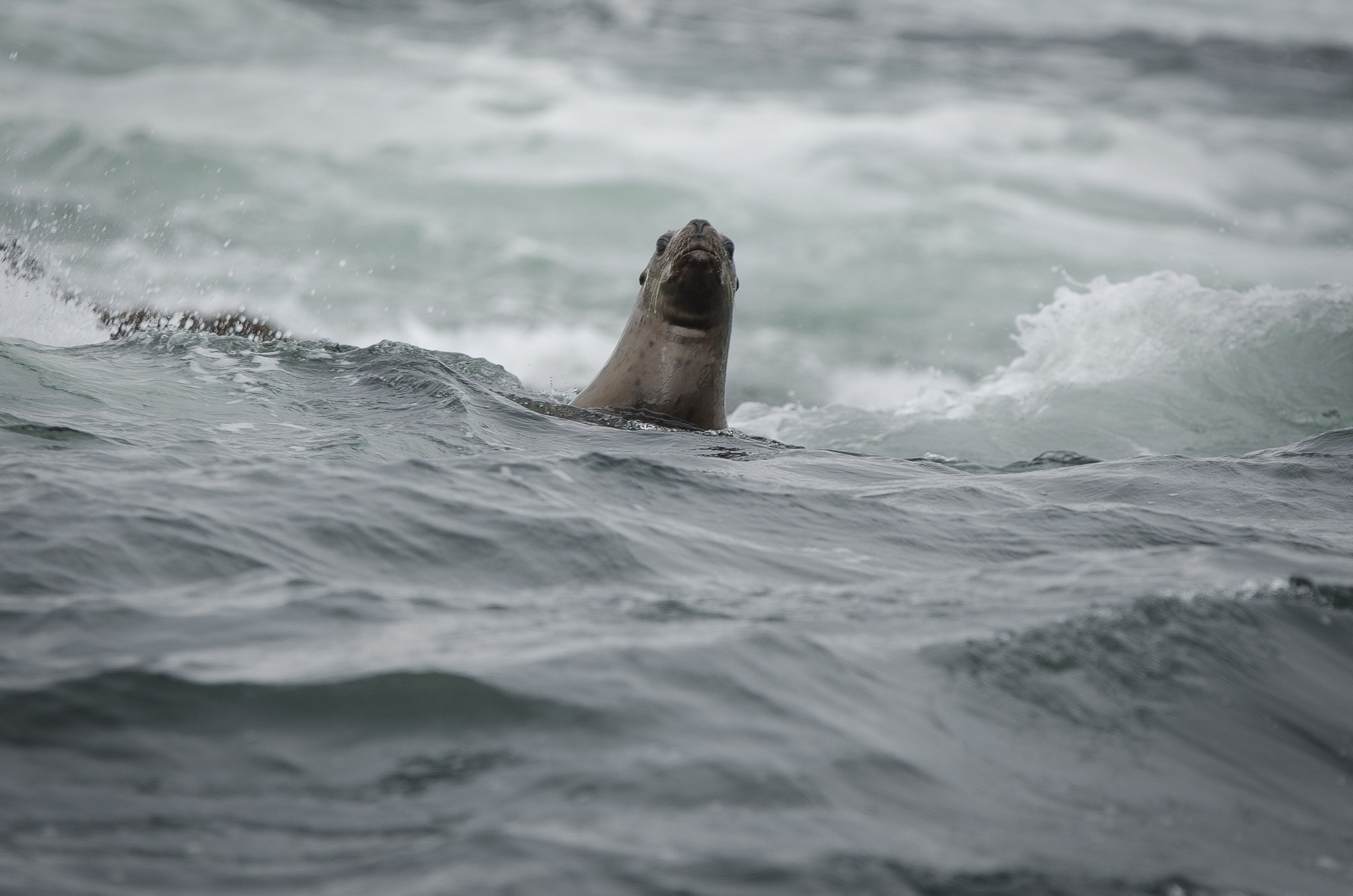 Sigma 70-200mm F2.8 EX DG OS HSM sample photo. Seal watching at me photography