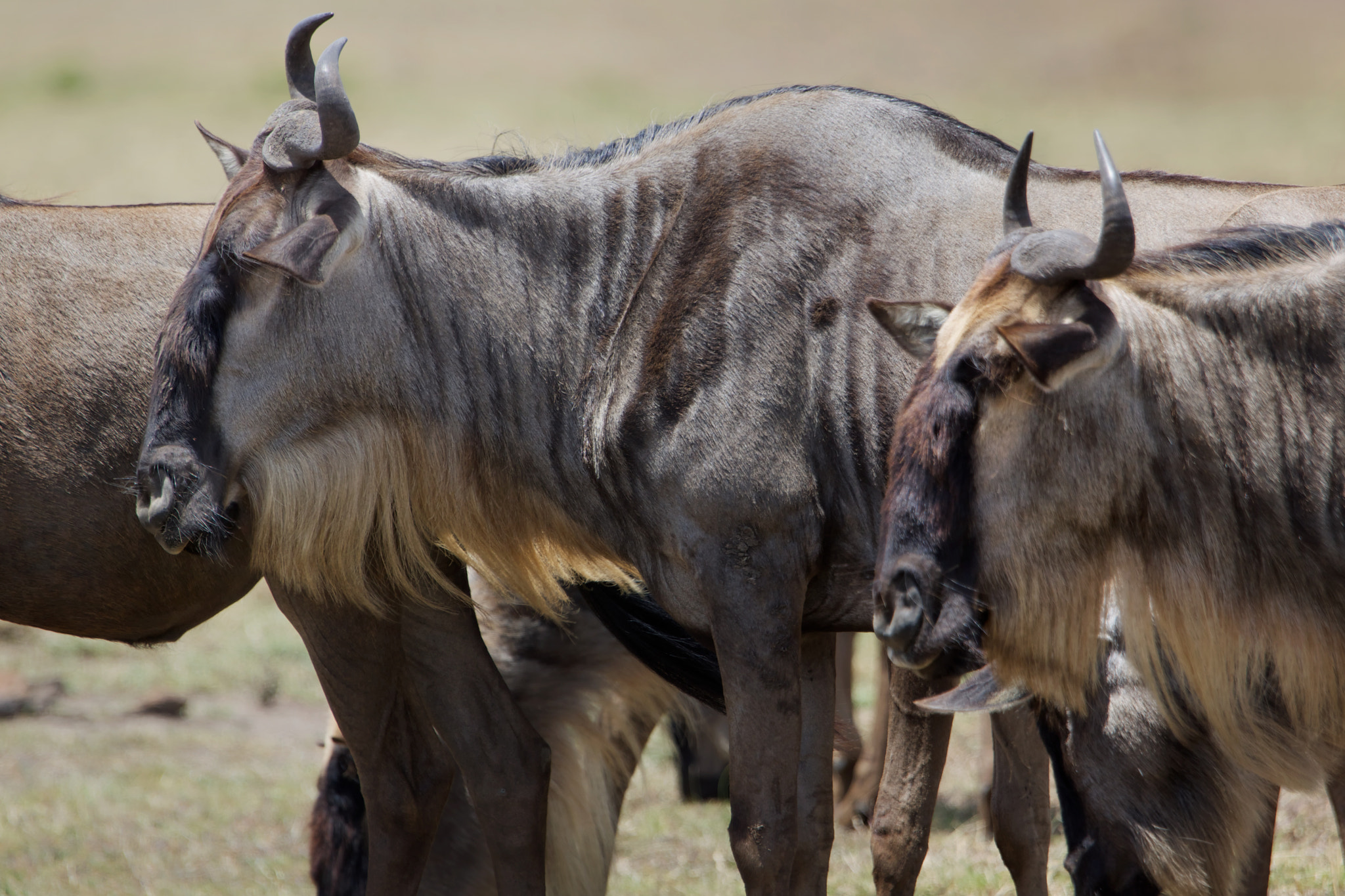 Wildebeest / Ñu