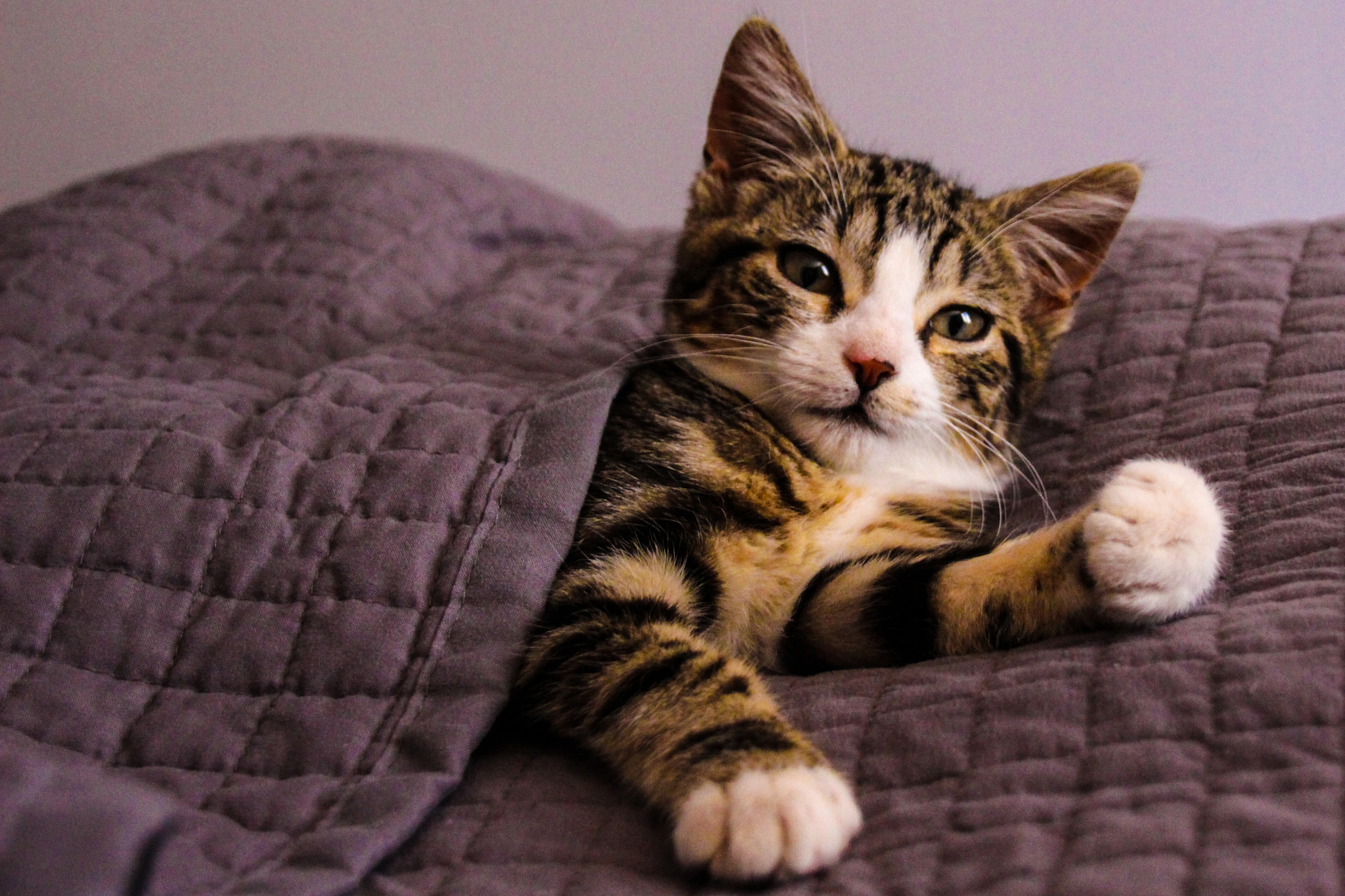 Canon EOS 100D (EOS Rebel SL1 / EOS Kiss X7) sample photo. Kitten in the bed ! photography