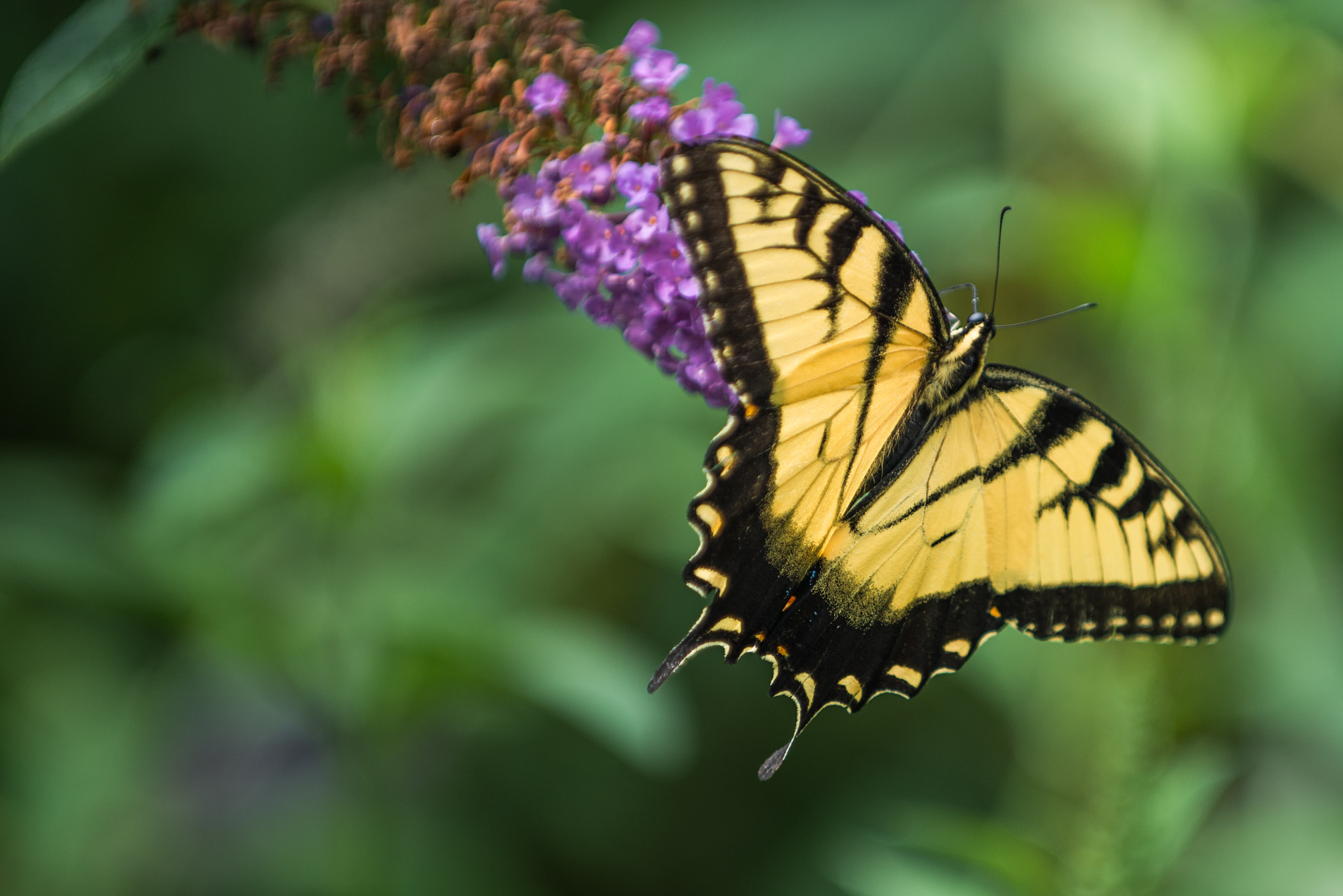 Nikon D600 sample photo. Float like a butterfly.. photography