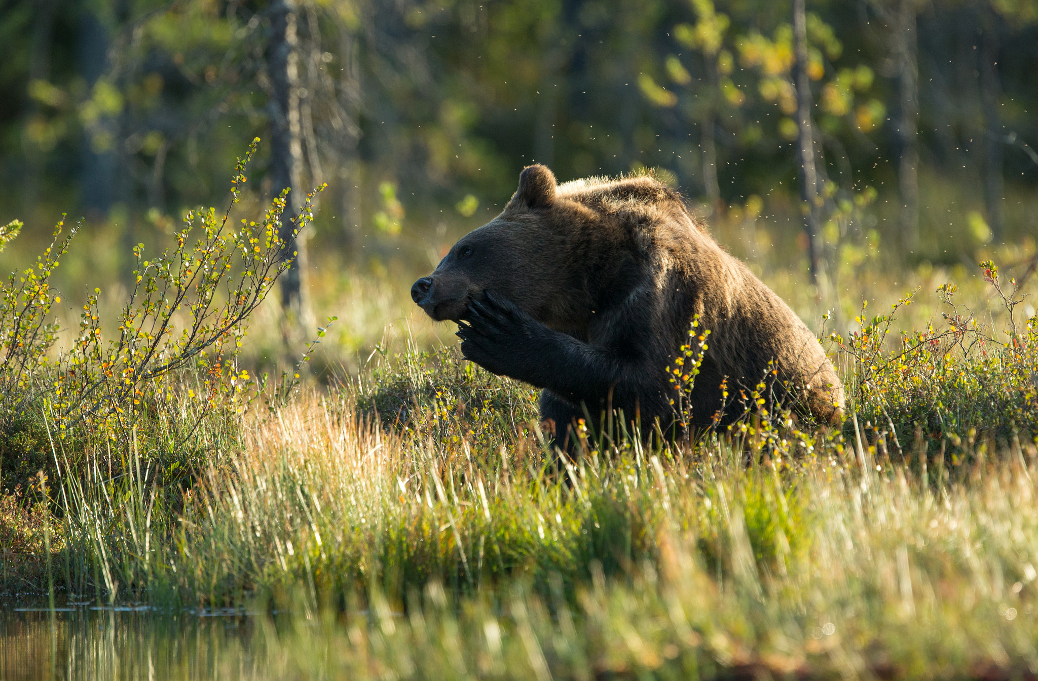 Canon EOS-1D X + Canon EF 400mm F2.8L IS USM sample photo. Relaxing moments photography