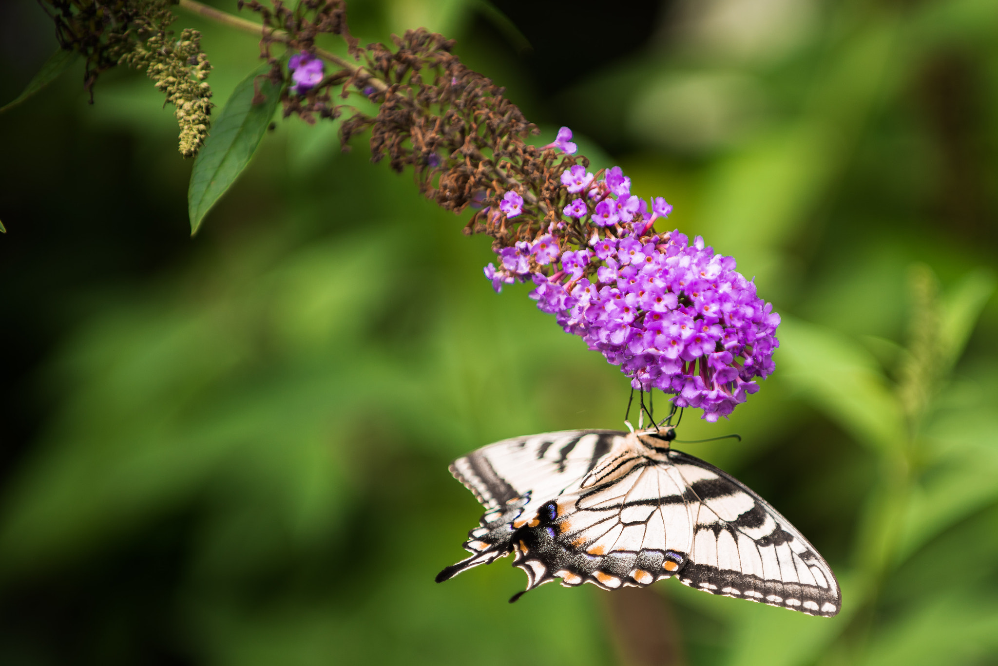 Nikon D600 sample photo. Lets try this upside down photography