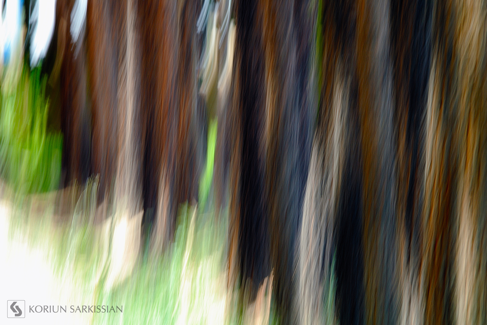 Sigma 18-200mm F3.5-6.3 DC OS HSM sample photo. Forest photography