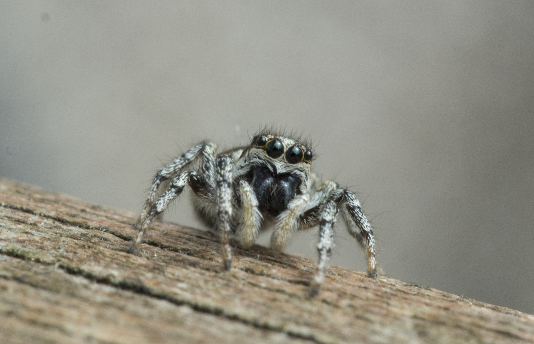 Olympus PEN E-PM2 sample photo. Zebra jumping spider  photography