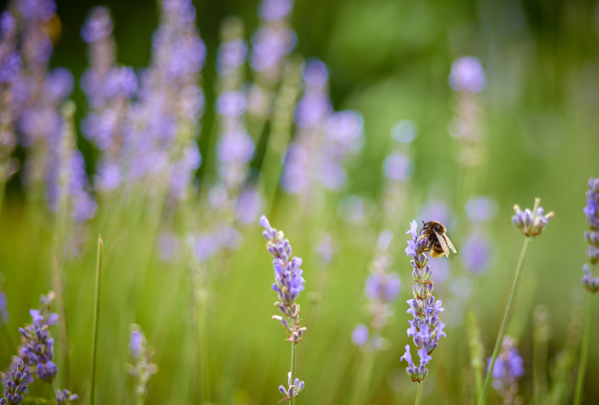 Phase One IQ160 sample photo. Bee photography