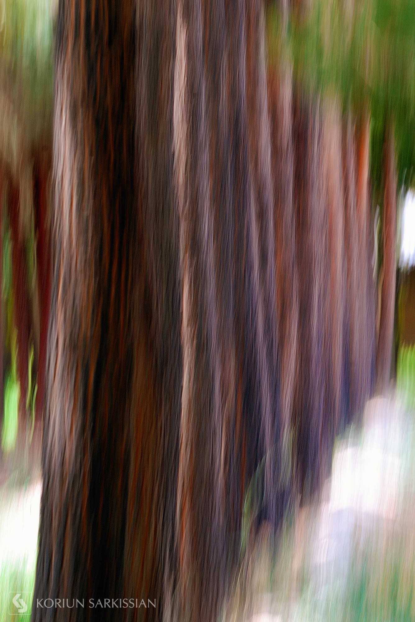 Sigma 18-200mm F3.5-6.3 DC OS HSM sample photo. Trees photography