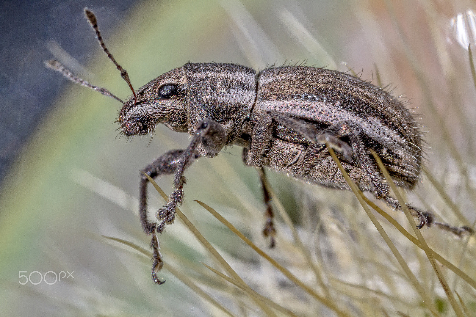 Canon MP-E 65mm F2.5 1-5x Macro Photo sample photo. Weevil photography