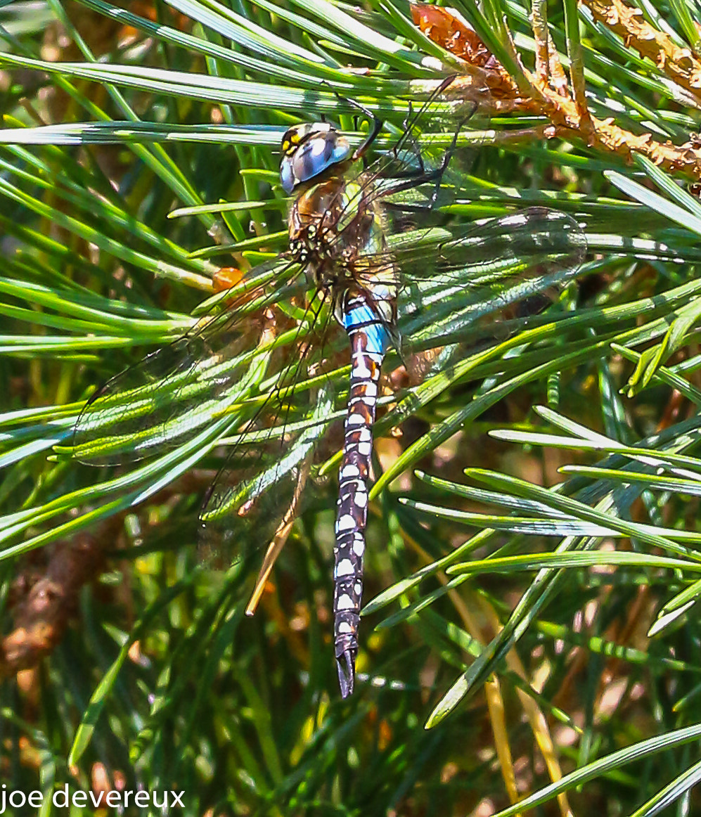 Sigma 105mm F2.8 EX DG OS HSM sample photo. Migrant hawker photography