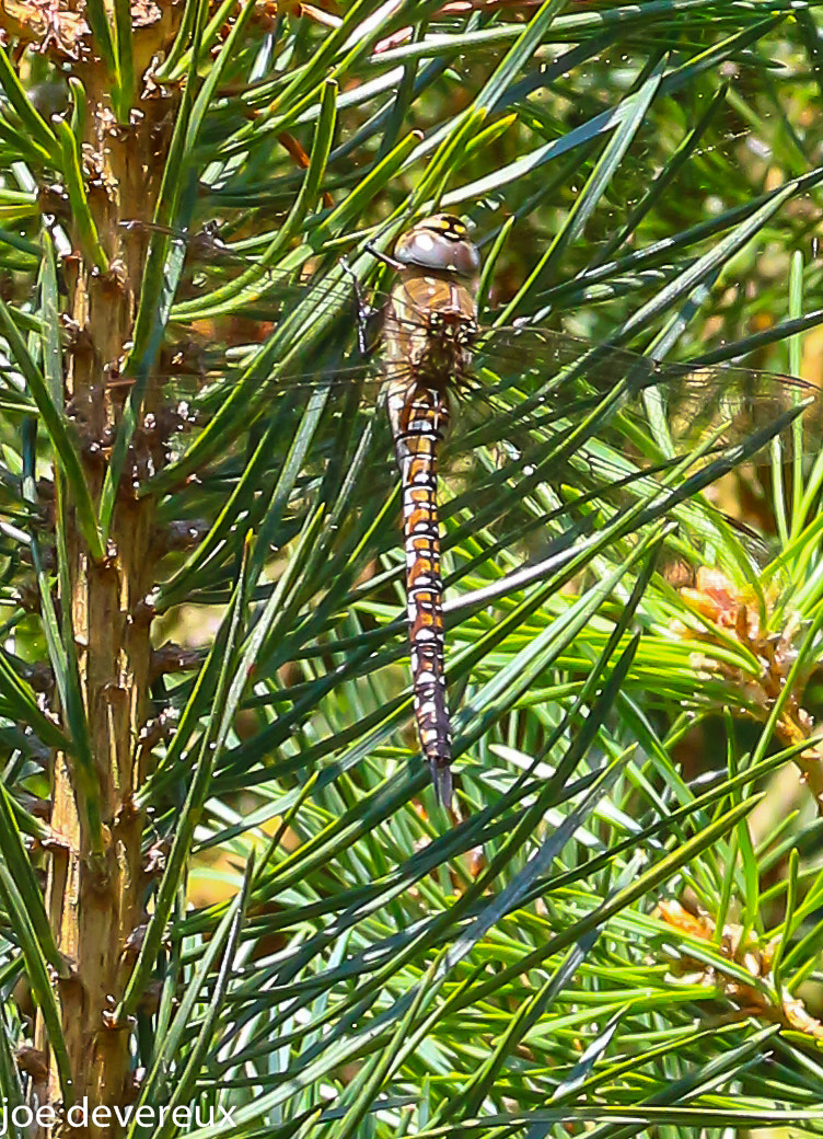 Sigma 105mm F2.8 EX DG OS HSM sample photo. Southern migrant hawker  photography