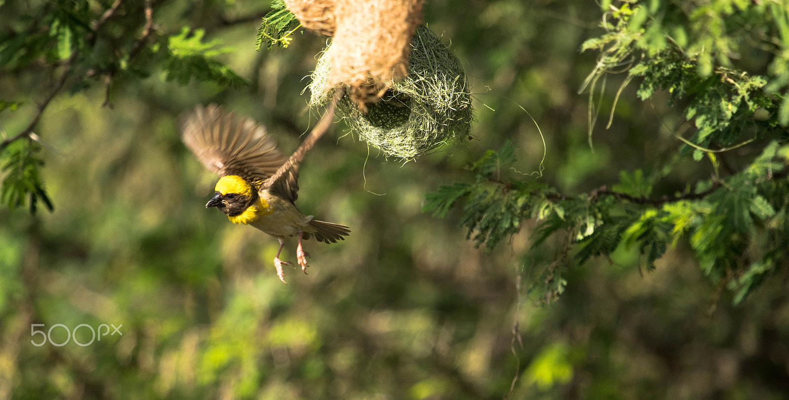 Canon EF 100-400mm F4.5-5.6L IS USM sample photo. Baya weaver male photography