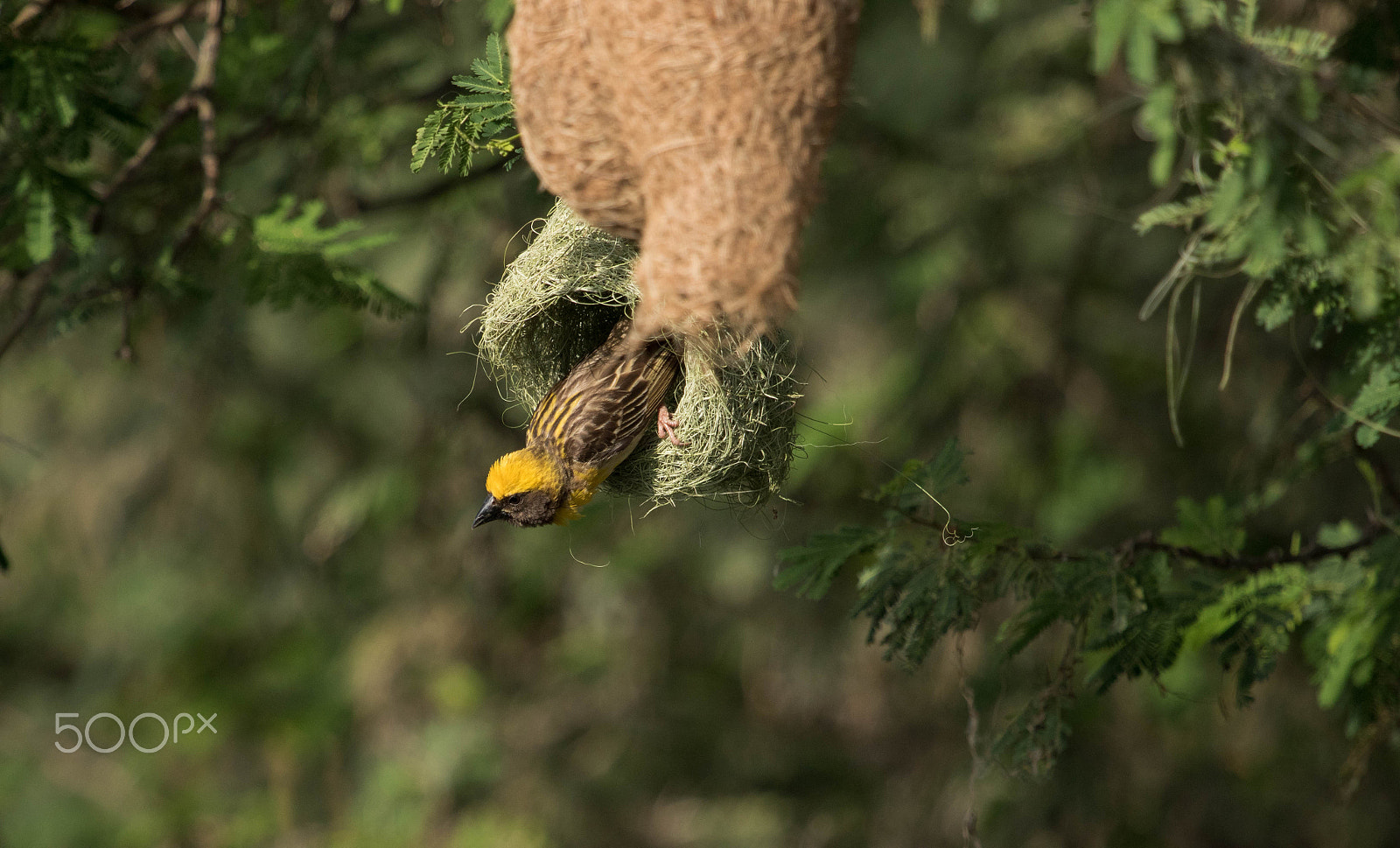 Canon EF 100-400mm F4.5-5.6L IS USM sample photo. Baya weaver male photography