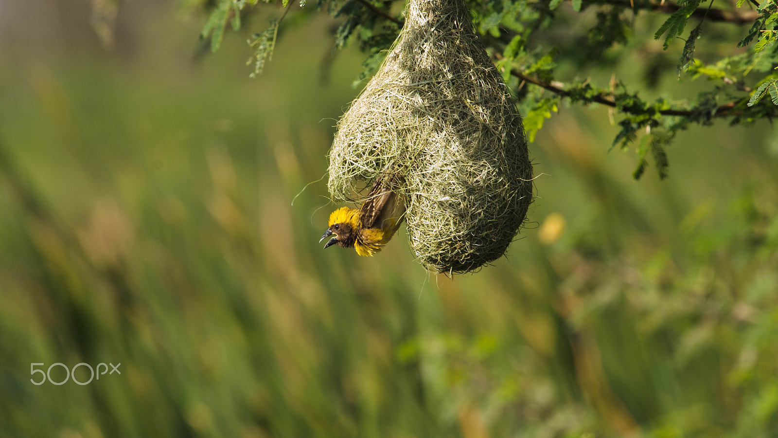 Canon EF 100-400mm F4.5-5.6L IS USM sample photo. Baya weaver male photography