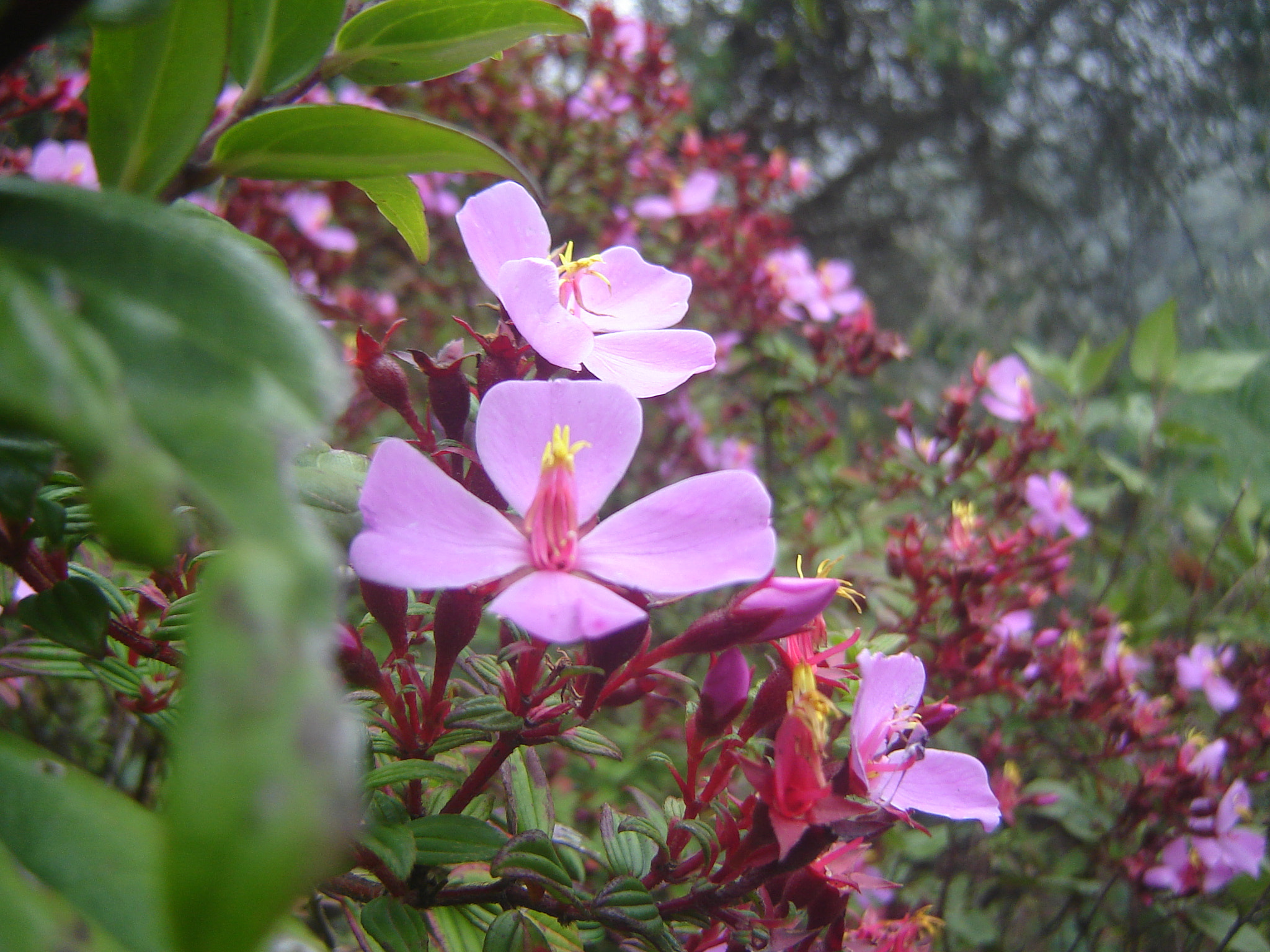 Sony DSC-S90 sample photo