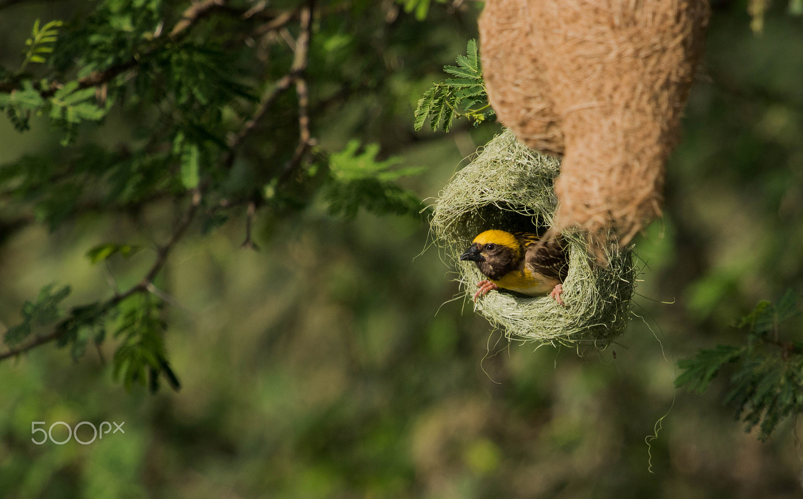 Canon EF 100-400mm F4.5-5.6L IS USM sample photo. Baya weaver male photography
