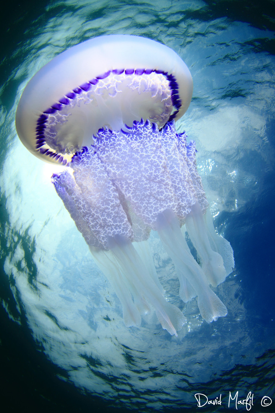 Canon EOS 50D sample photo. Medusa photography