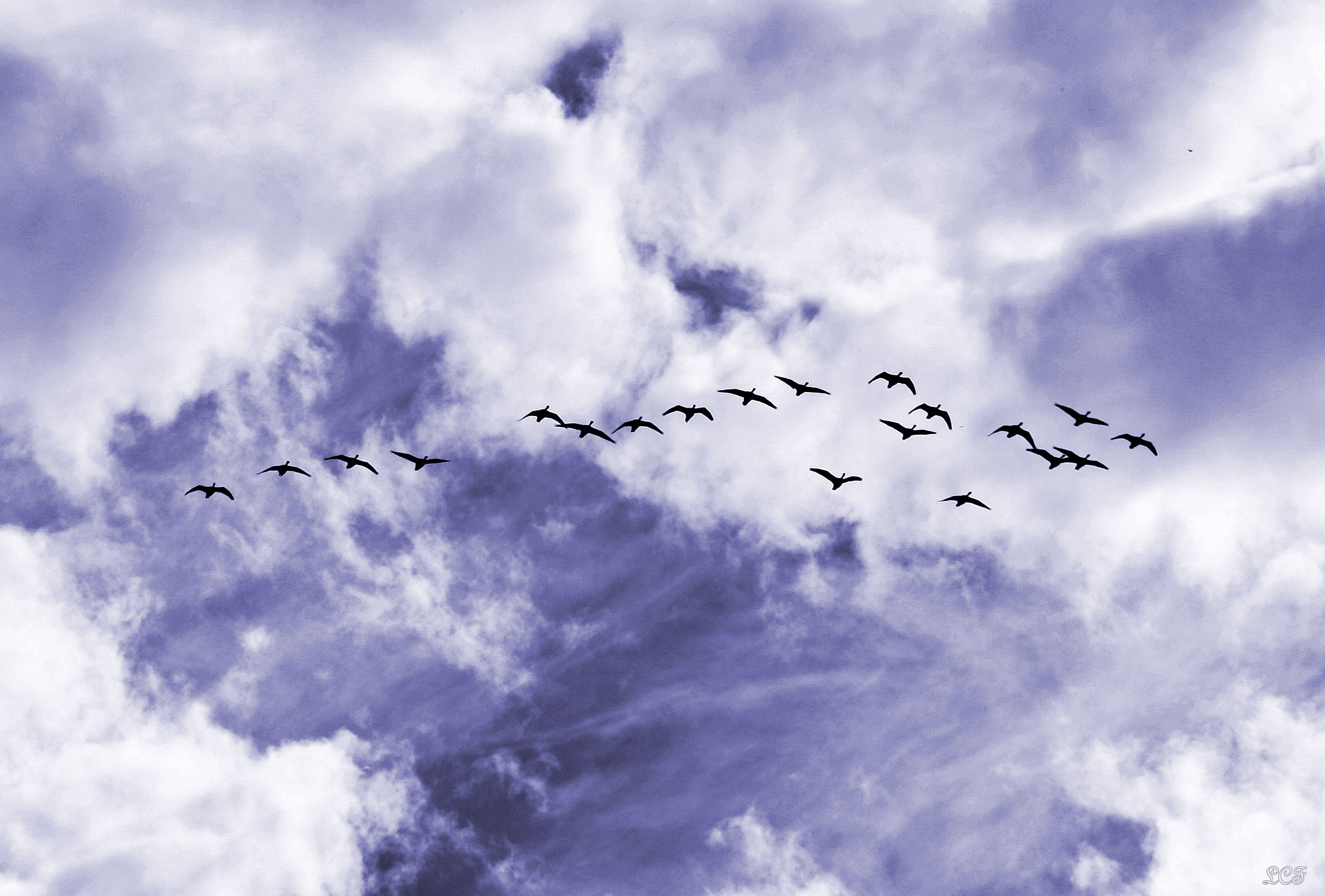 Canon EOS 450D (EOS Rebel XSi / EOS Kiss X2) sample photo. Flock of geese flying south 2 photography