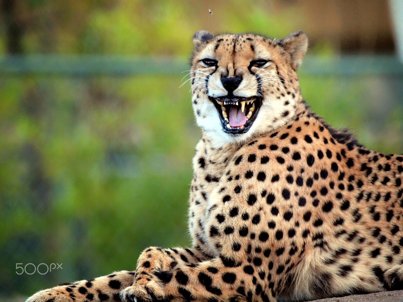 Olympus E-30 sample photo. Cheerful cheetah photography