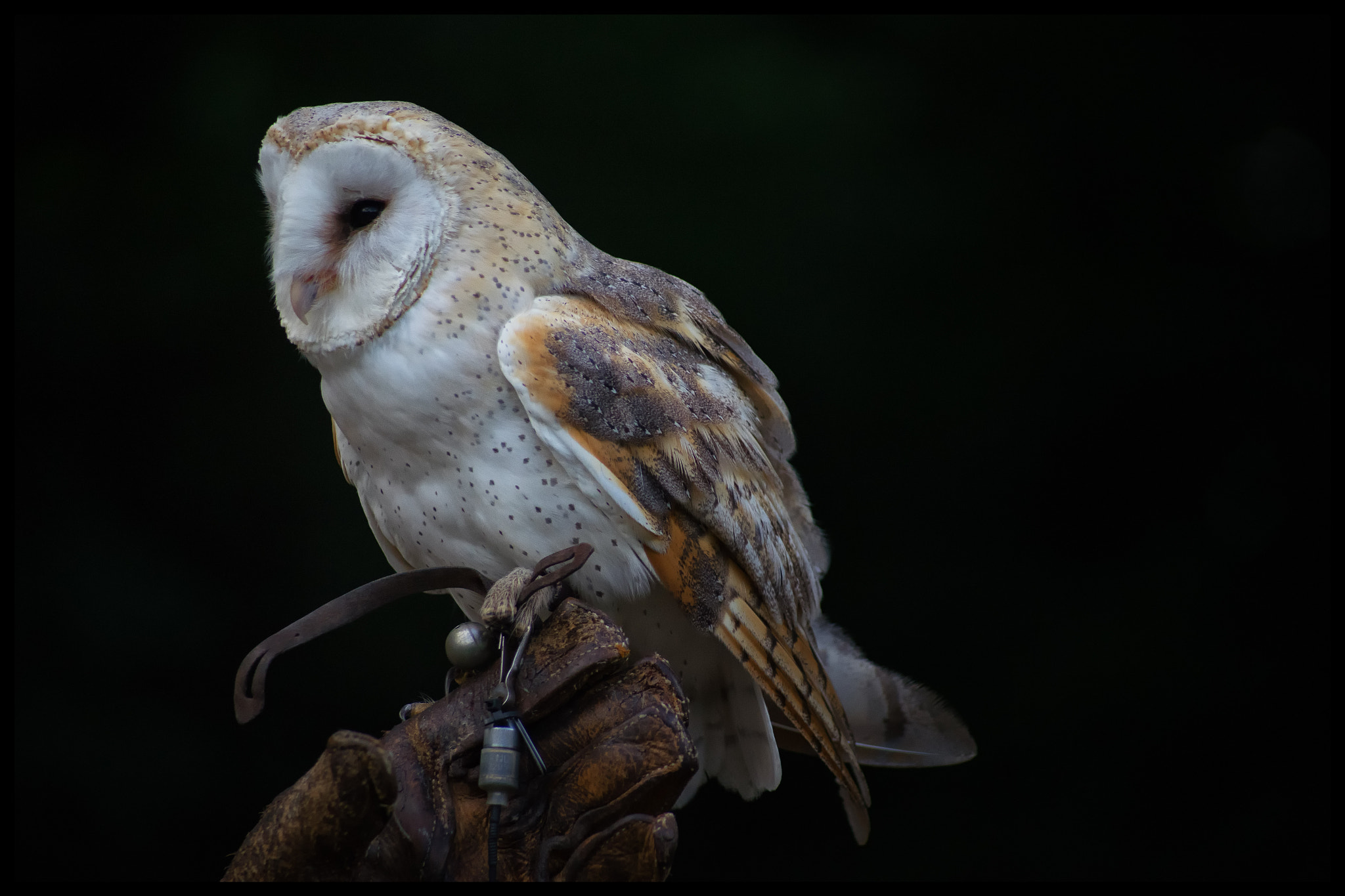 Sony 75-300mm F4.5-5.6 sample photo. Ein echt beeindruckendes lebewesen. und im wahrste ... photography