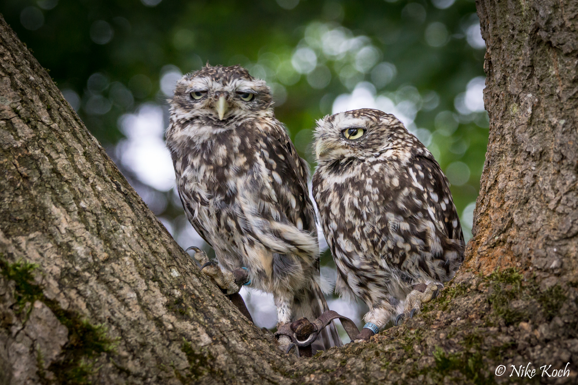 Sony 70-400mm F4-5.6 G SSM II sample photo. Pip & squeak sick of posing photography
