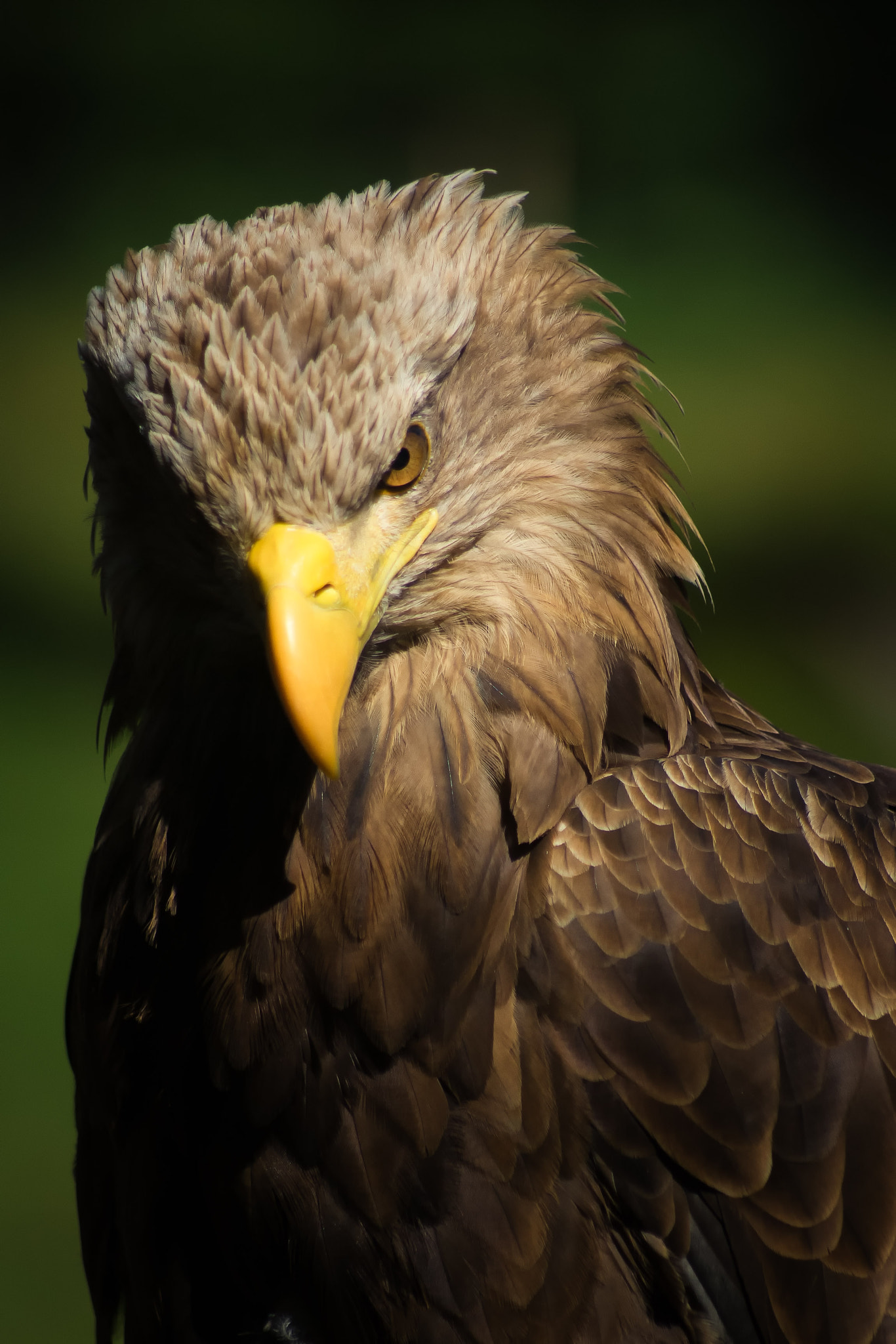 Sony 75-300mm F4.5-5.6 sample photo. Und auch dieser hier wirkt so beeindruckend und majestätisch. beeindruckend diese vielfalt. photography