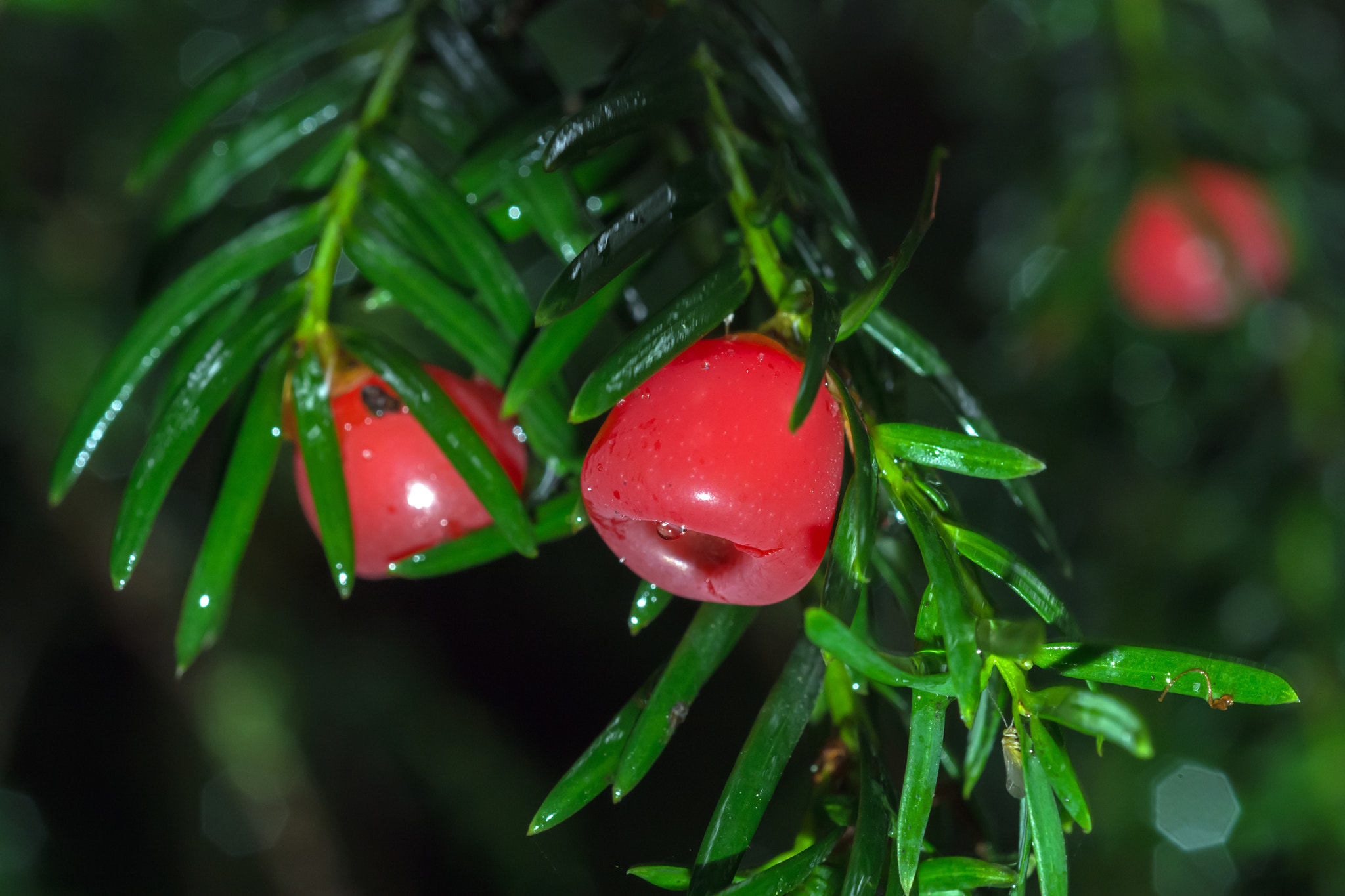 Nikon D7100 + AF Micro-Nikkor 60mm f/2.8 sample photo. A chew from a yew? photography