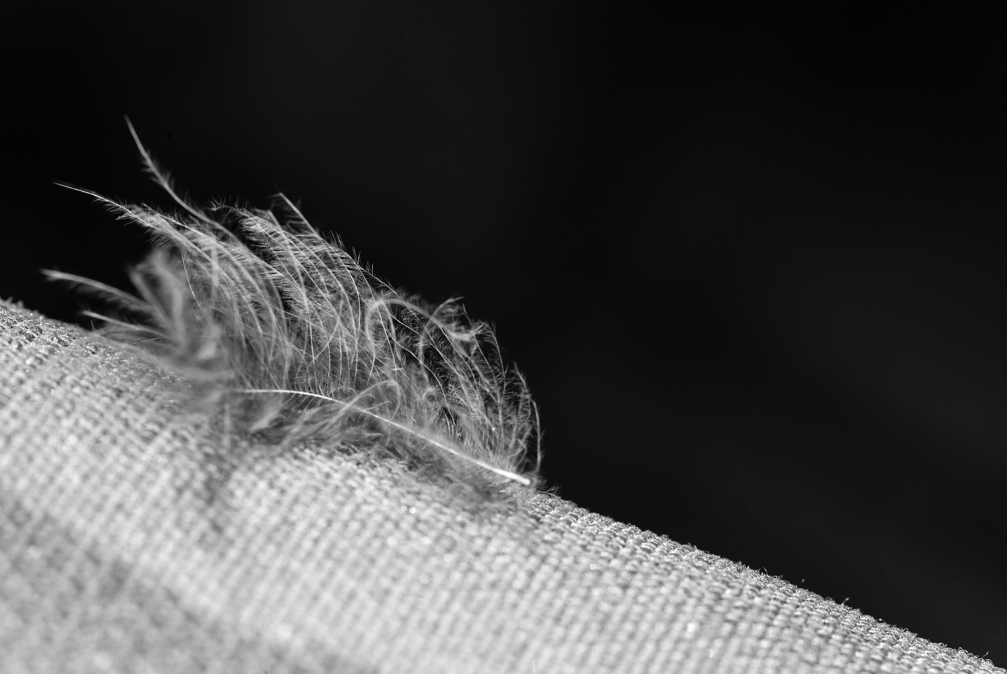 Canon EF 100mm F2.8L Macro IS USM sample photo. Заблудившееся пёрышко photography