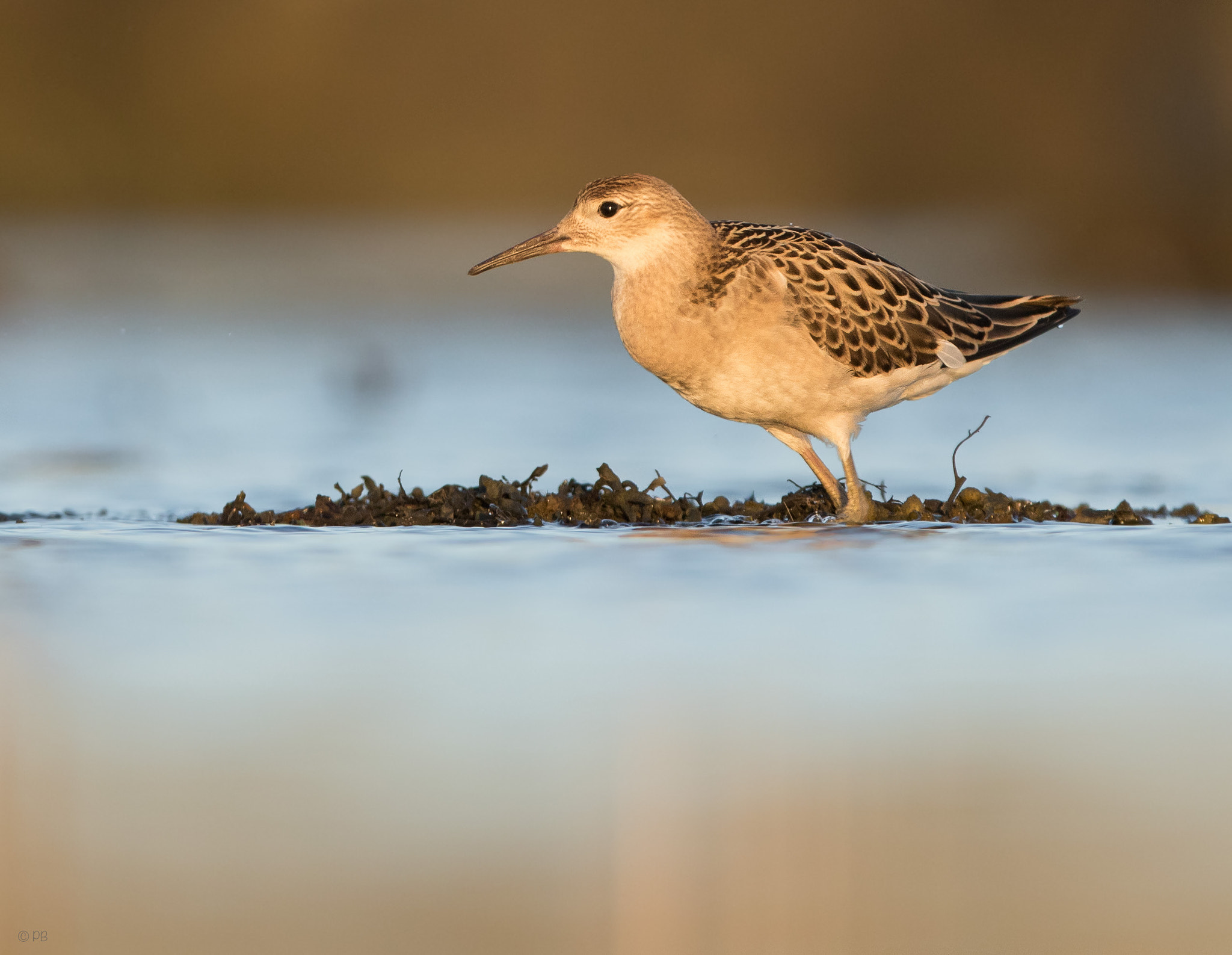 Canon EF 300mm F2.8L IS USM sample photo. Ruff photography