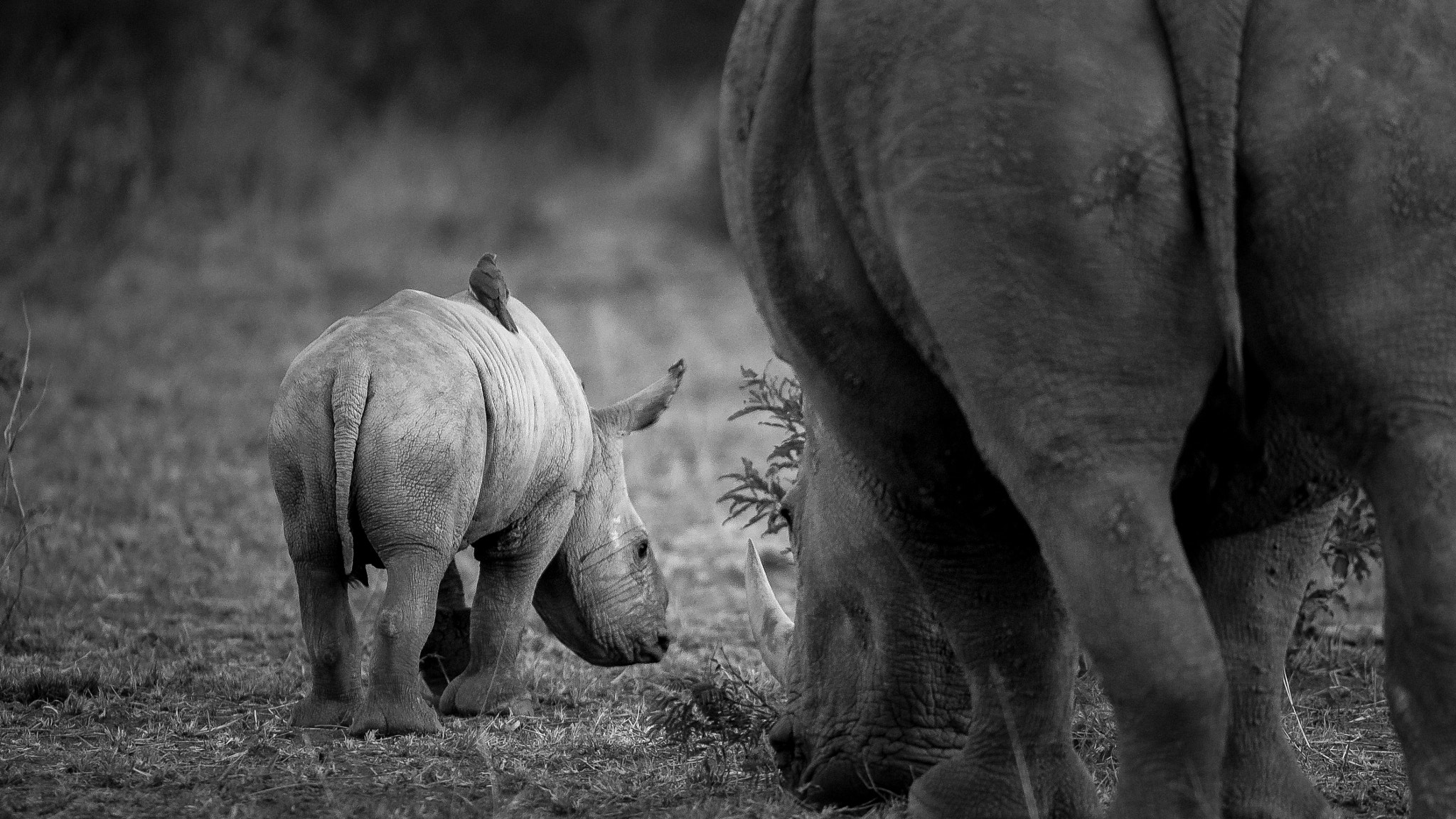 Nikon D5 sample photo. Baby rhino and his friend photography