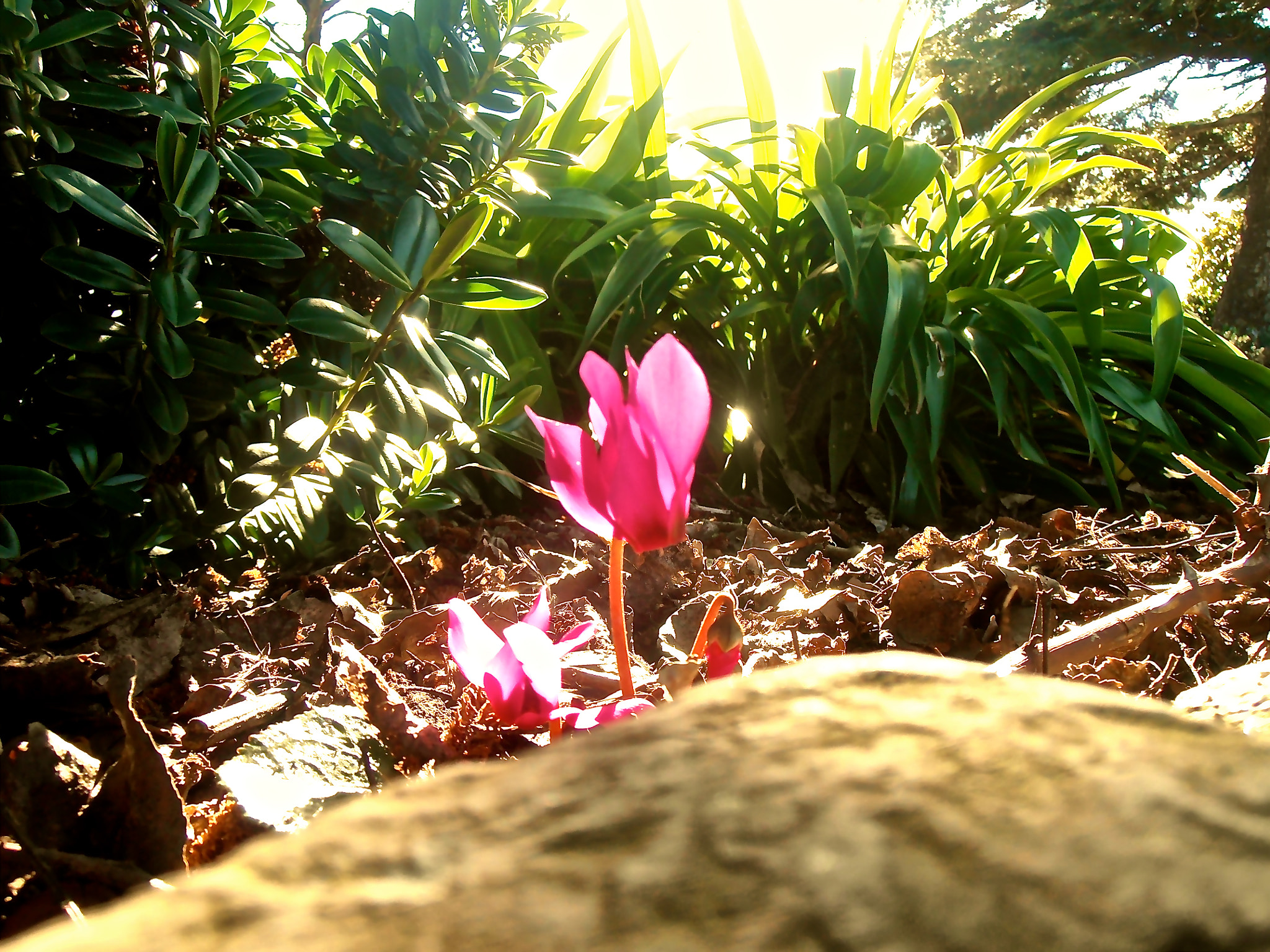 Olympus VR310,D720 sample photo. Nature solo photography