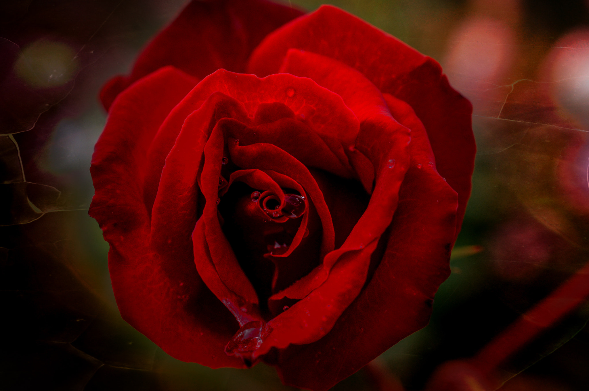 Nikon AF-S DX Micro Nikkor 40mm F2.8 sample photo. The colour of love photography