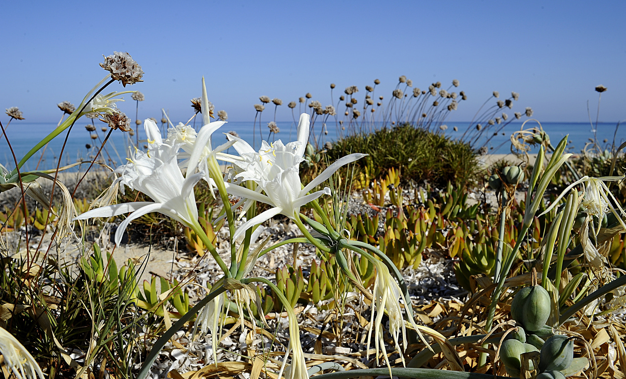Nikon D700 + Manual Lens No CPU sample photo. White lily on the sand photography