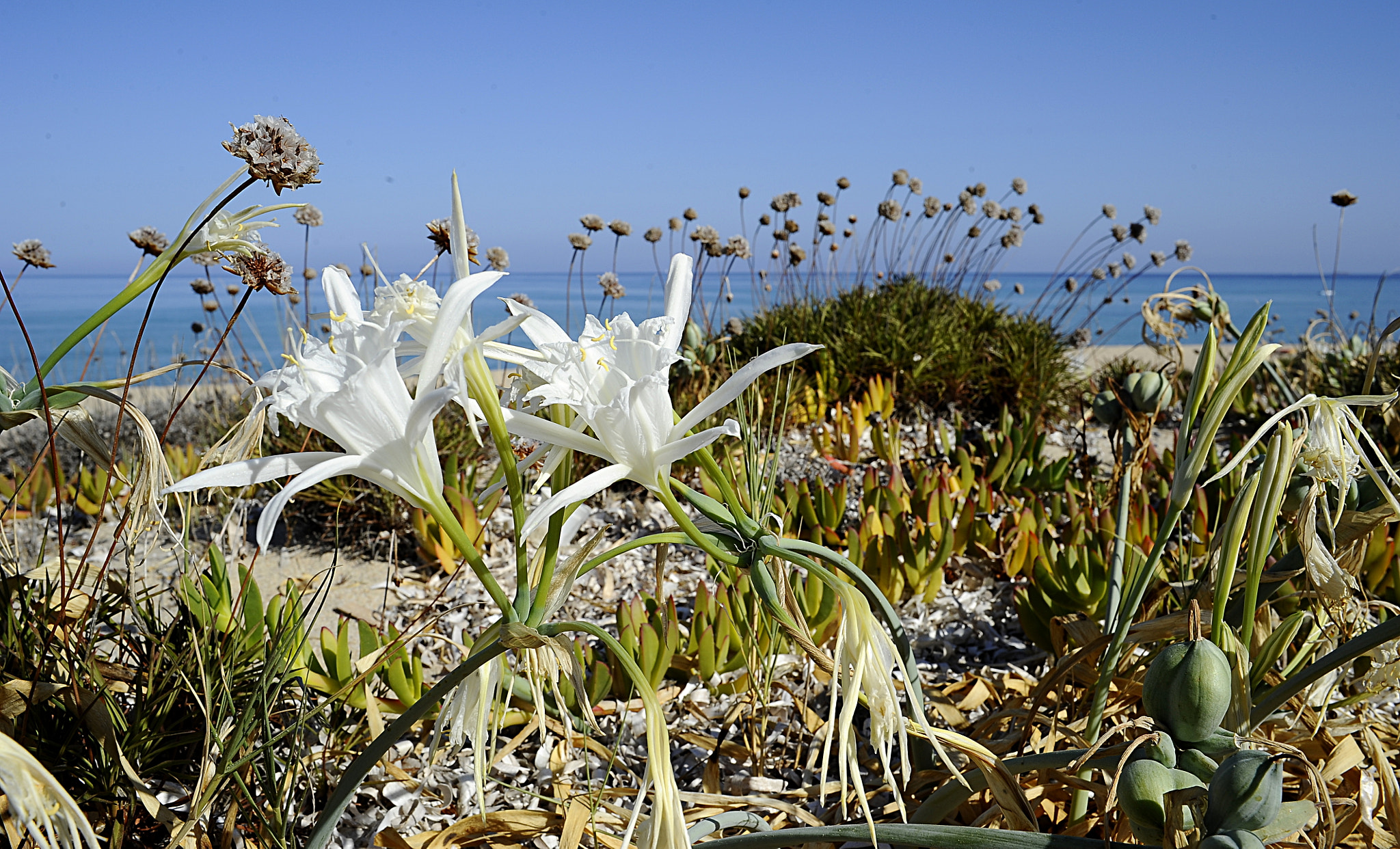 Manual Lens No CPU sample photo. White lily on the sand photography