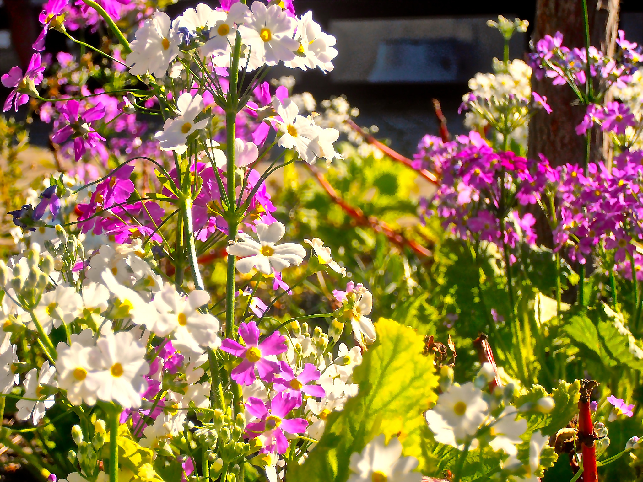 Olympus VR310,D720 sample photo. Daisy like photography