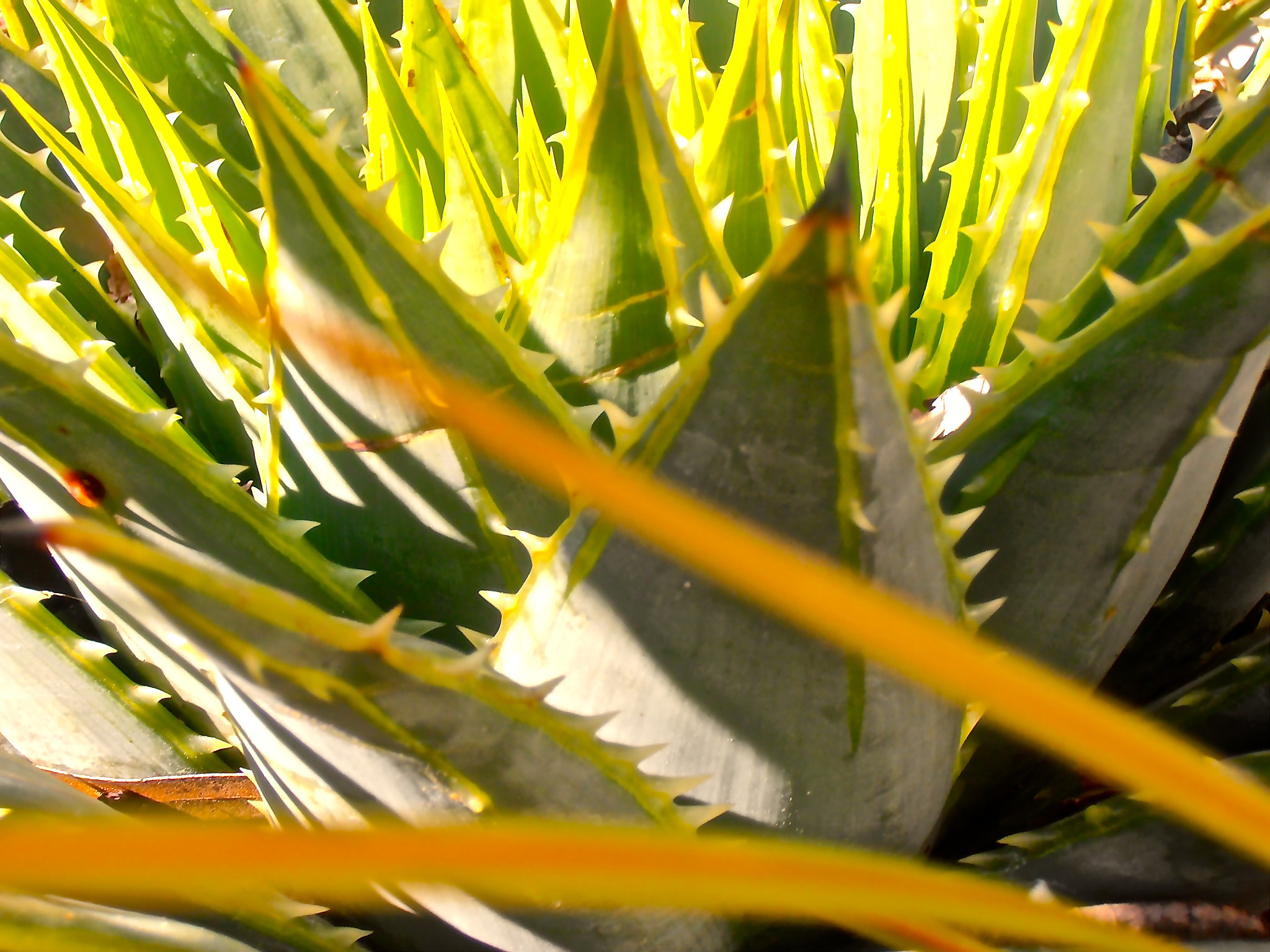 Olympus VR310,D720 sample photo. Spiked quills photography