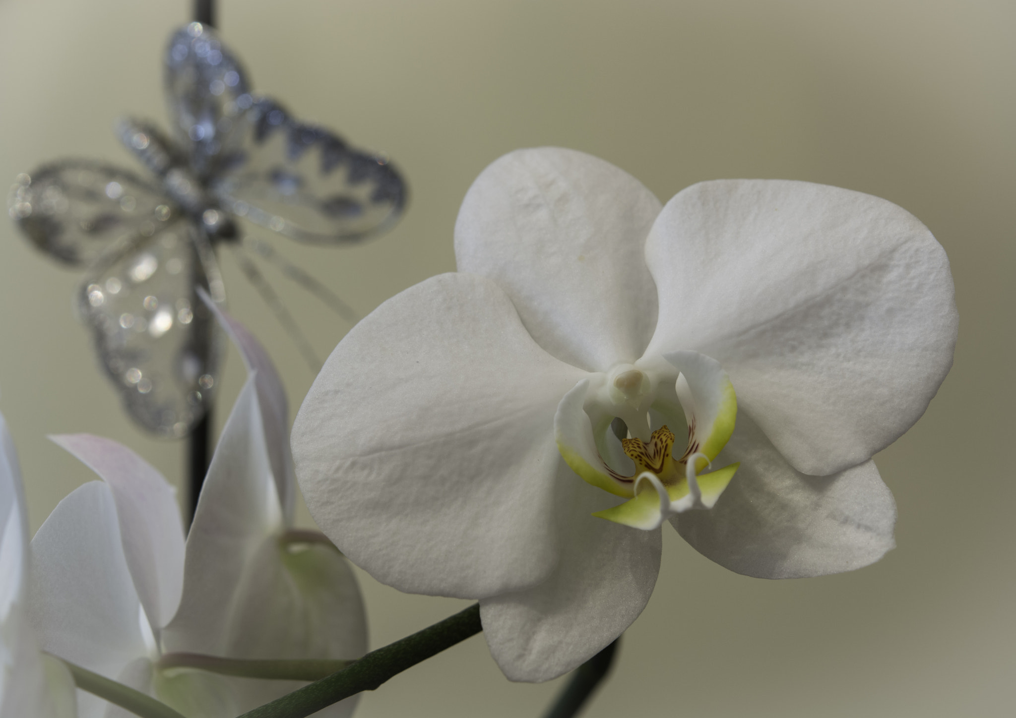 Nikon AF-S Micro-Nikkor 60mm F2.8G ED sample photo. White orchid photography