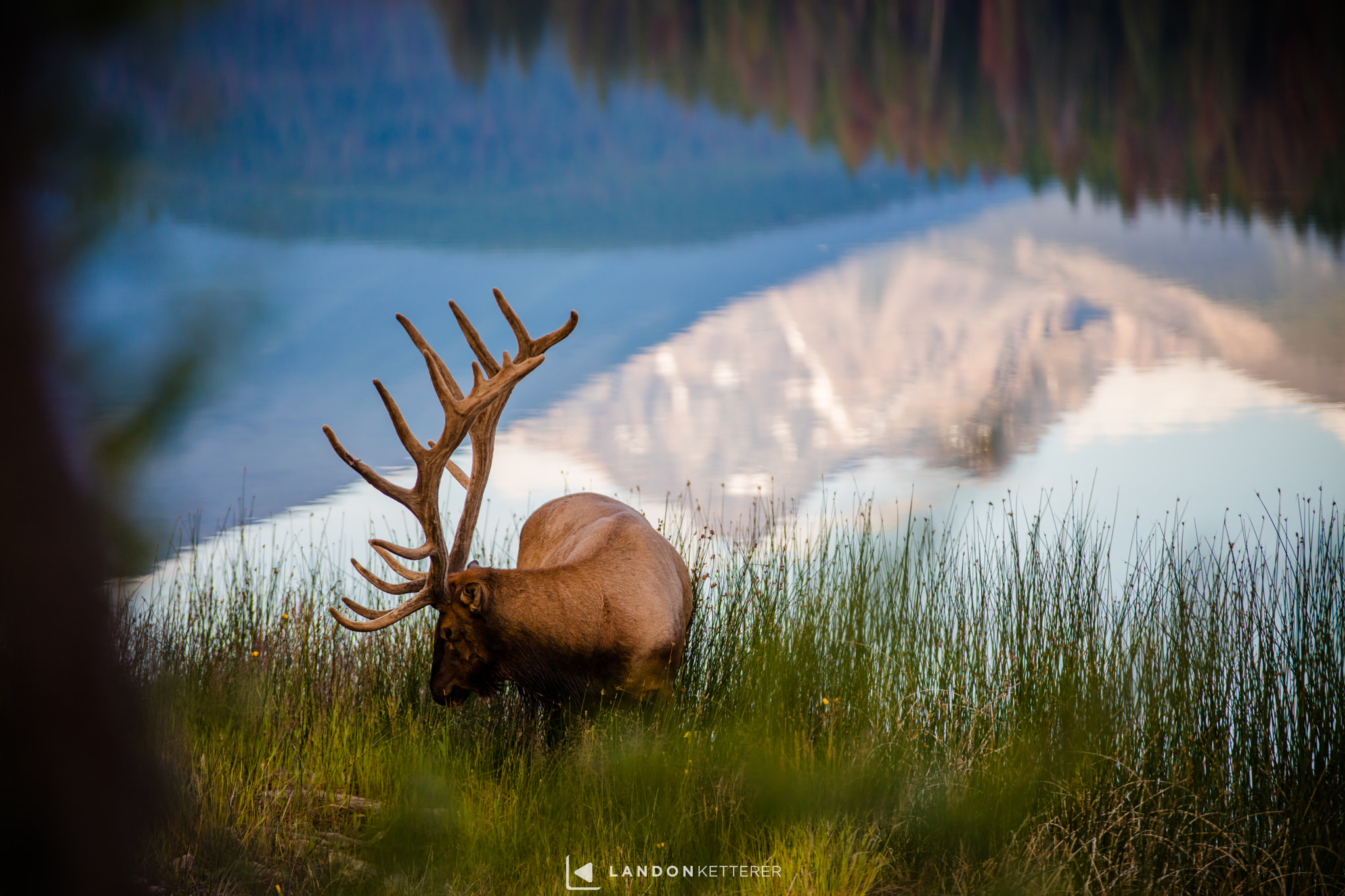 Canon EOS 5DS + Sigma 50-200mm F4-5.6 DC OS HSM sample photo. Elk reflection shot photography