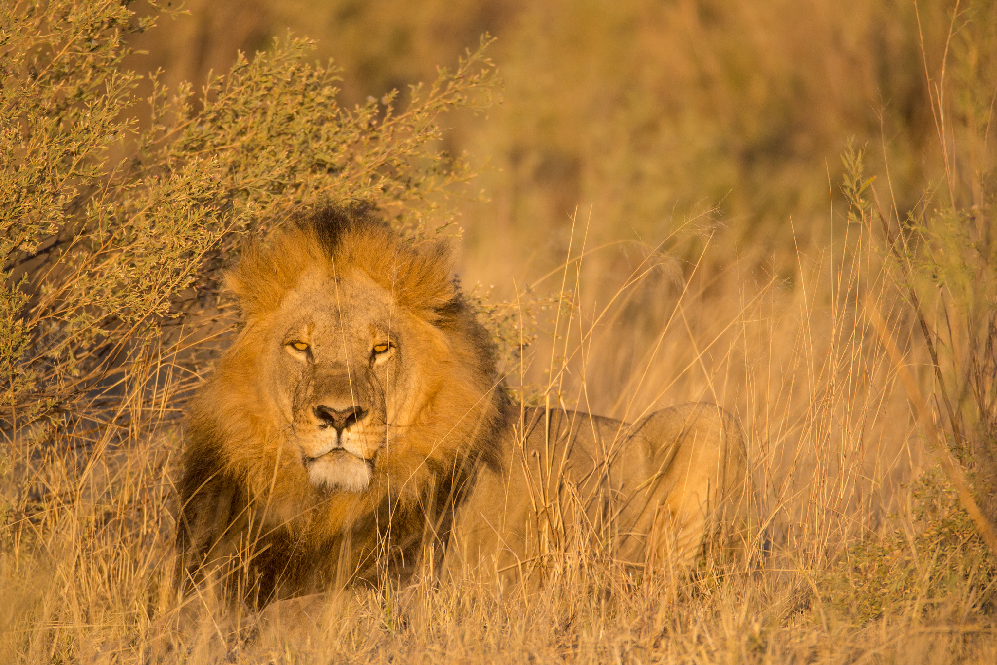 Canon EF 600mm F4L IS USM sample photo. Glorious photography