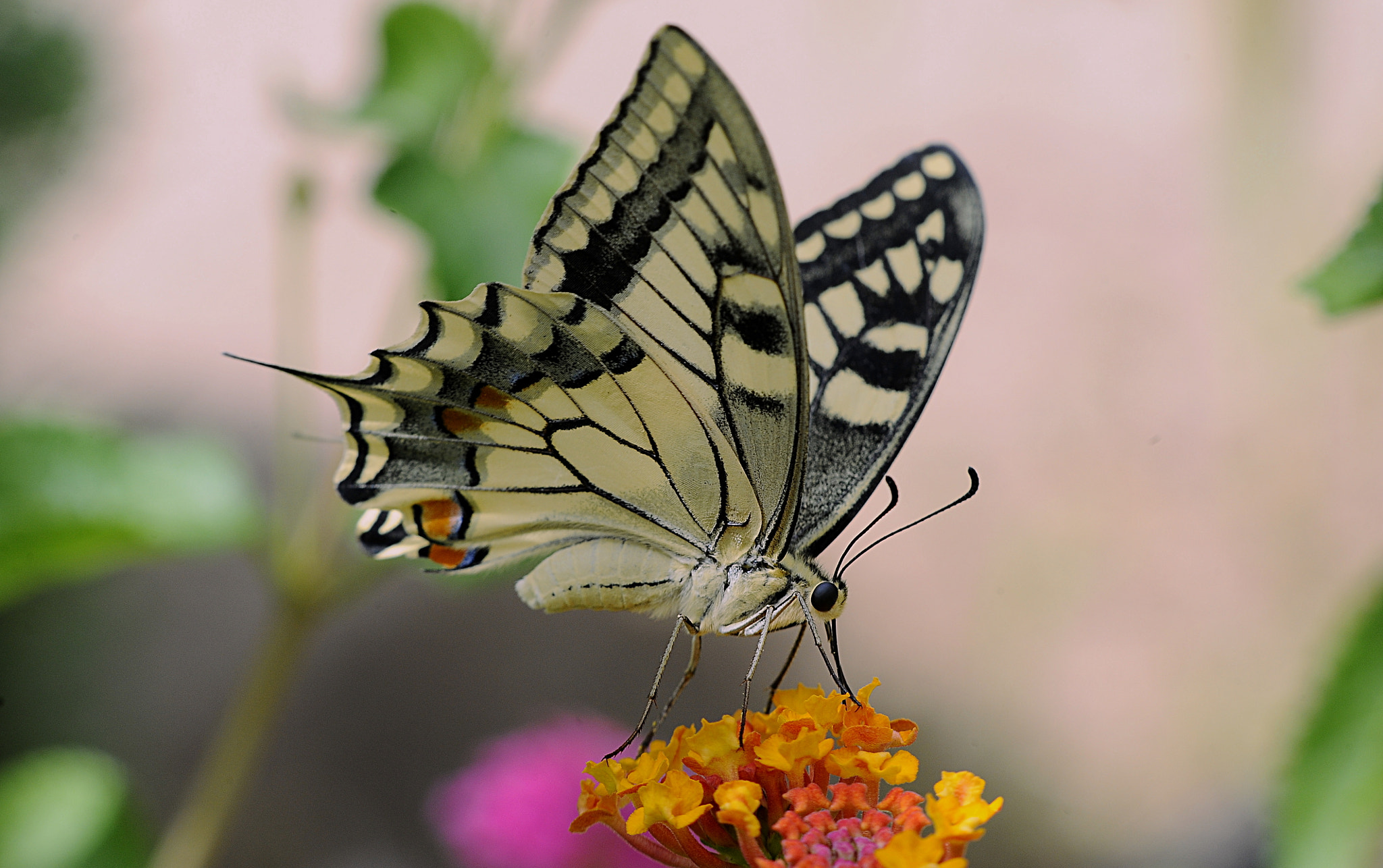 Nikon D700 + Manual Lens No CPU sample photo. Colorfull butterfly photography