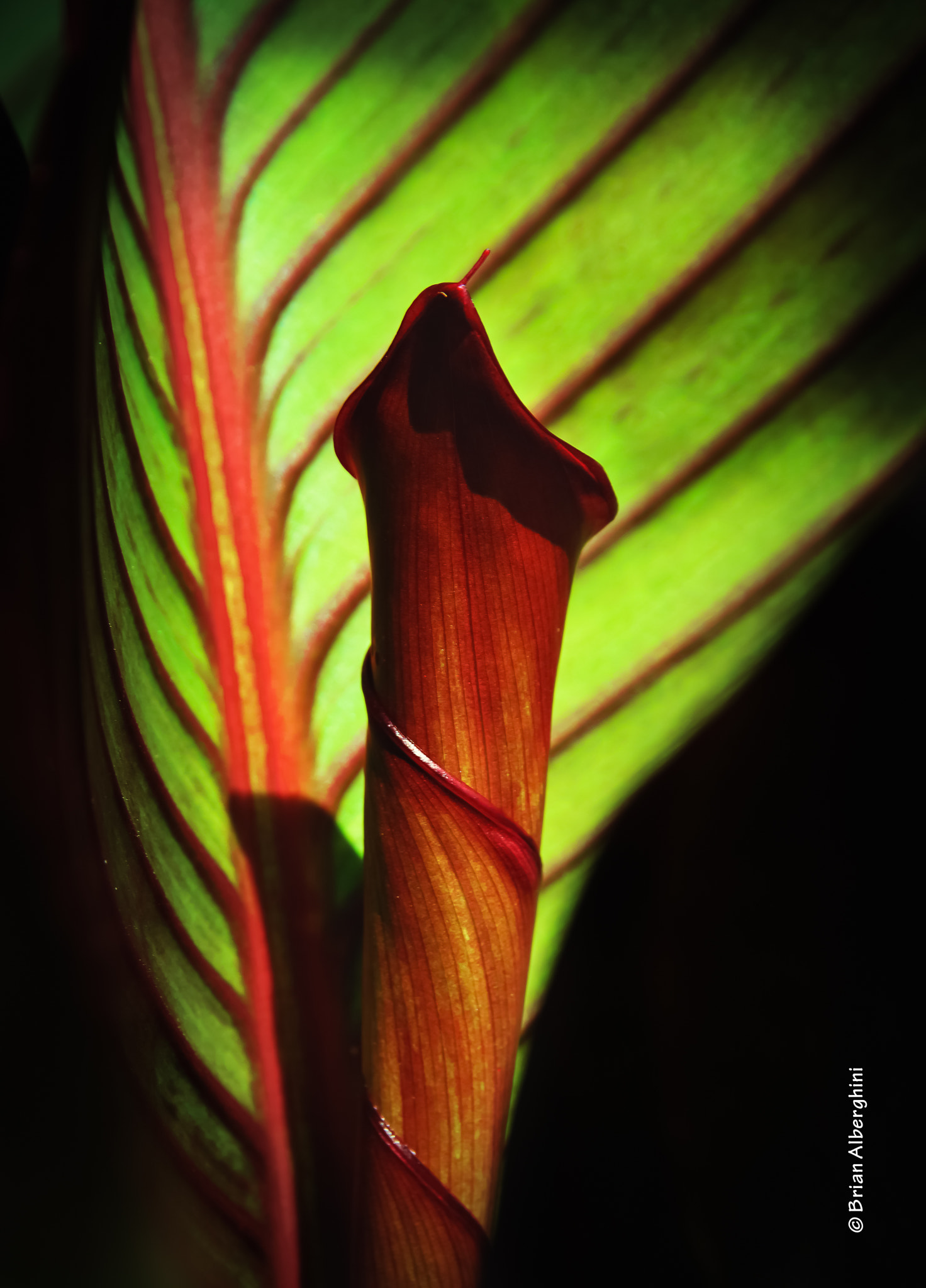 Nikon D7100 + Sigma 24-105mm F4 DG OS HSM Art sample photo. Canna lily photography