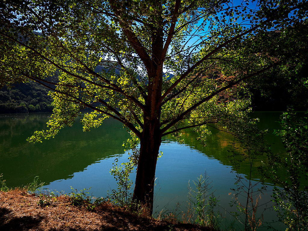Panasonic Lumix G X Vario 12-35mm F2.8 ASPH Power OIS sample photo. El arbol photography