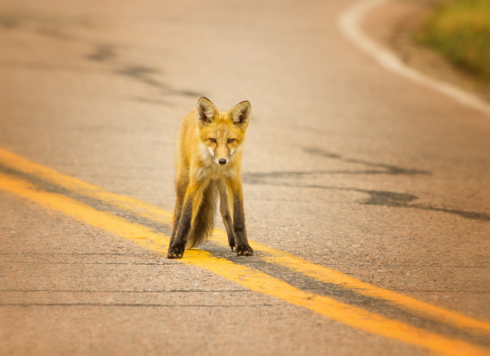 Canon EOS 7D + Canon EF 100-400mm F4.5-5.6L IS USM sample photo. Toll road photography