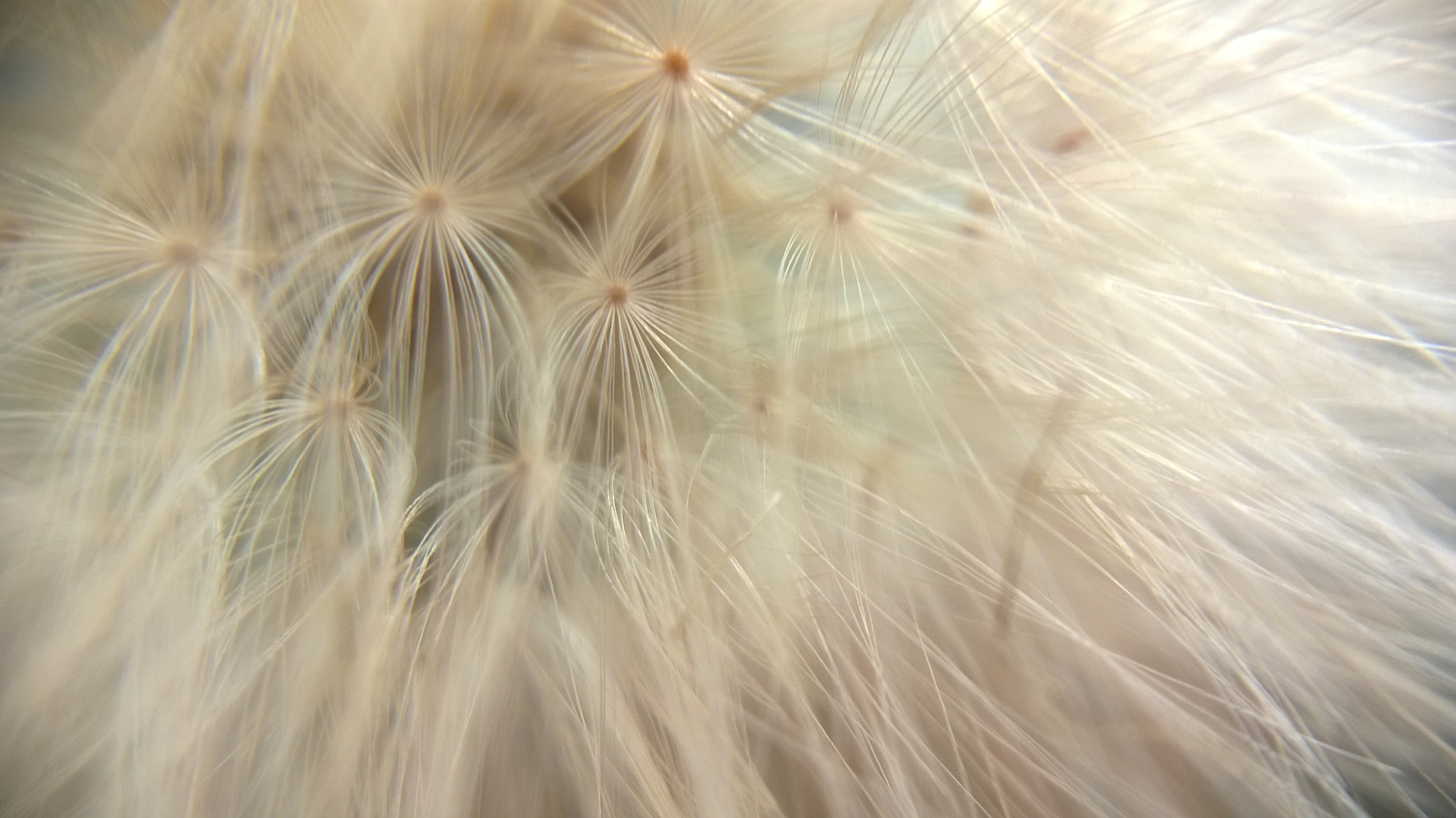 Nokia Lumia 730 Dual SIM sample photo. Dandelion photography