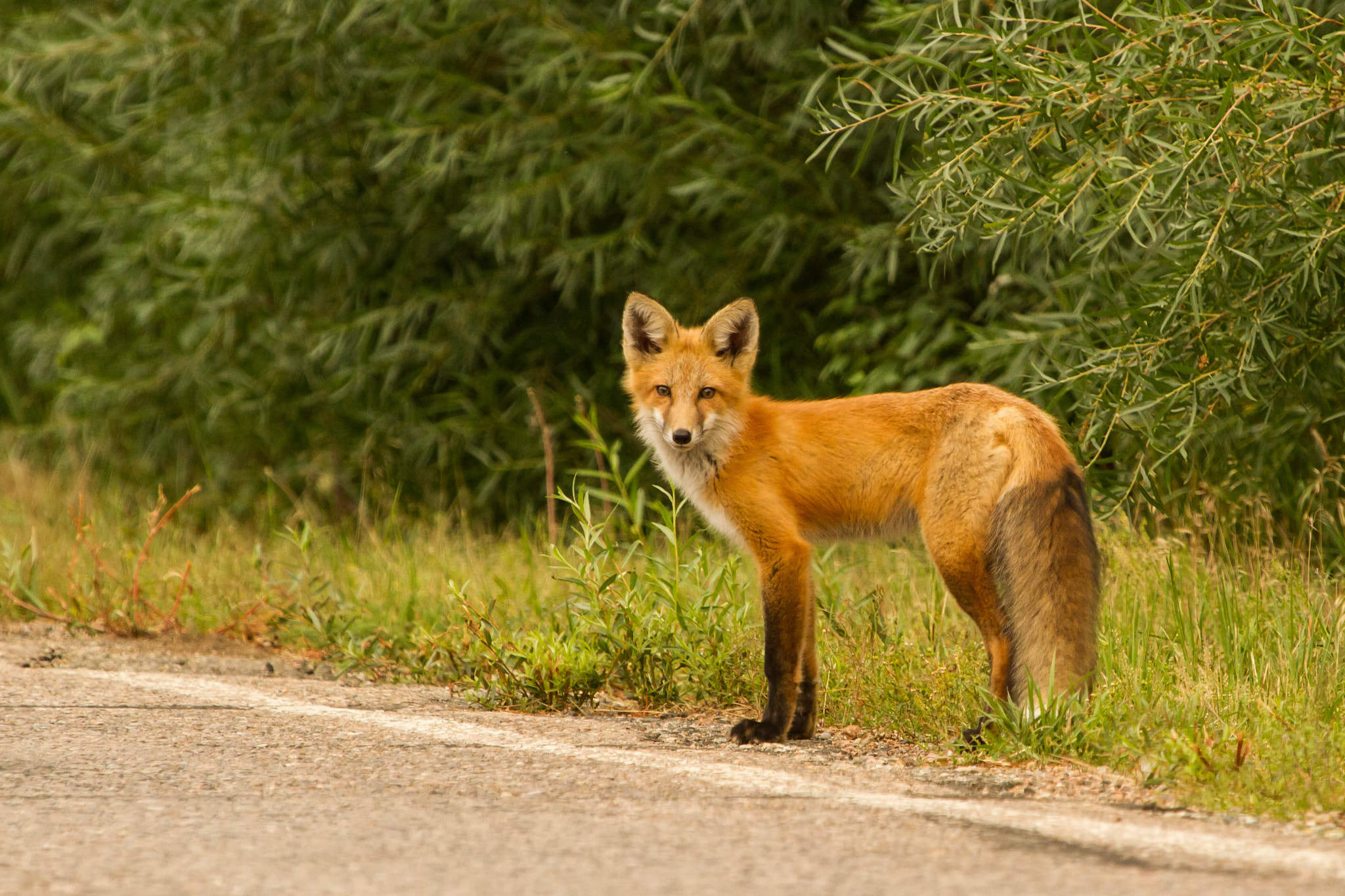 Canon EF 100-400mm F4.5-5.6L IS USM sample photo. Road hunters photography