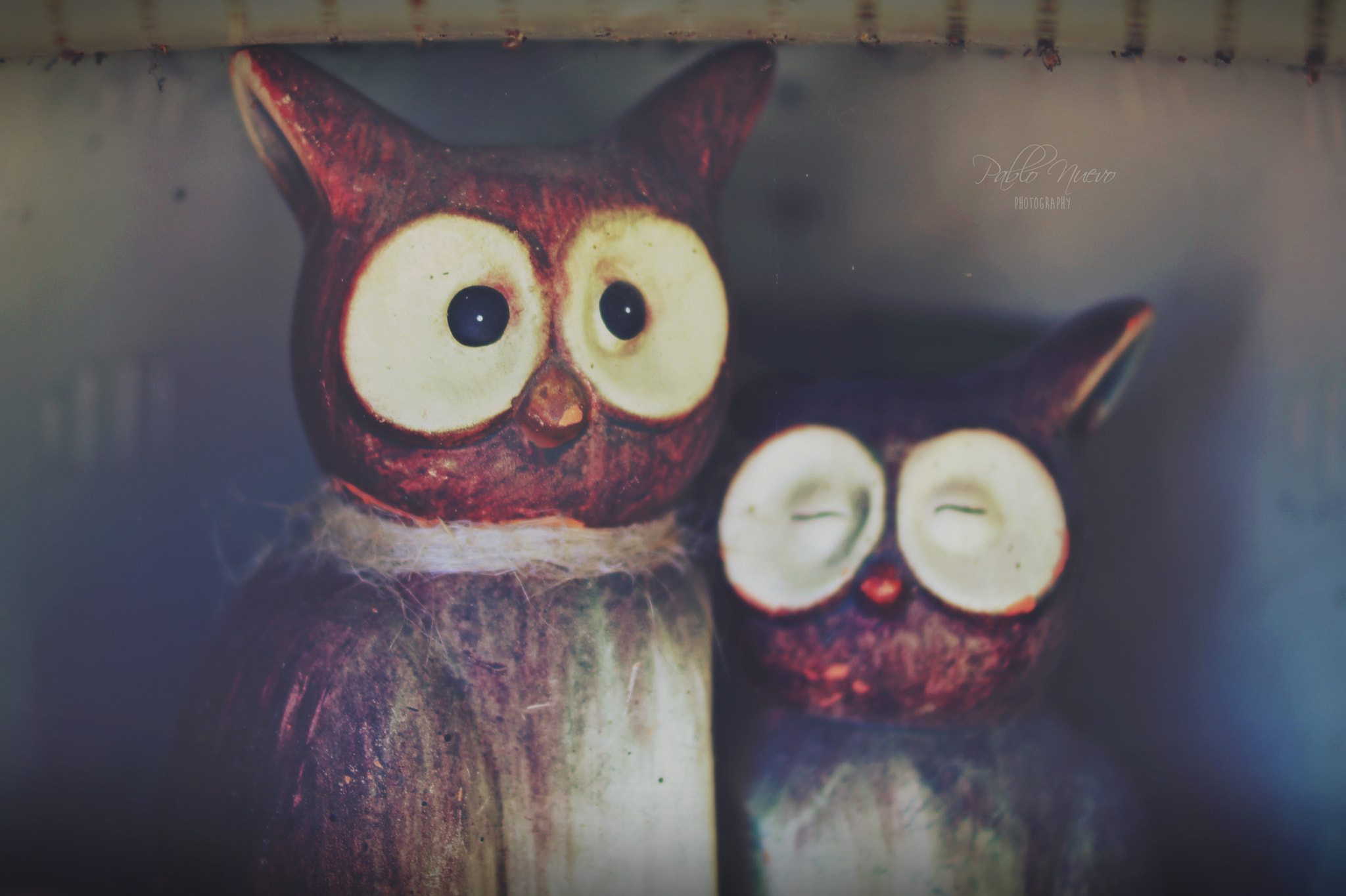 Sony Alpha DSLR-A580 sample photo. Owl photography