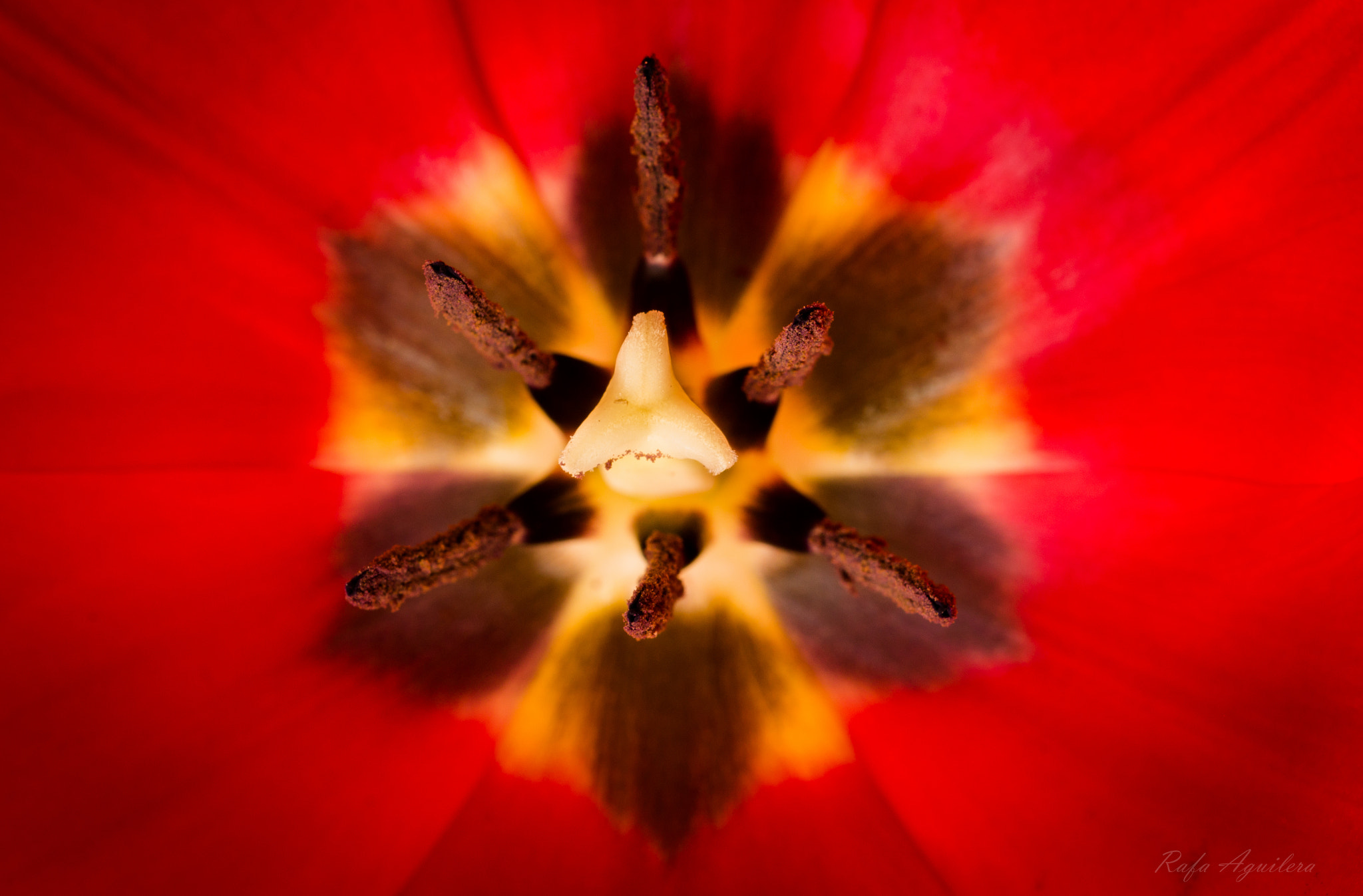 Sigma 105mm F2.8 EX DG OS HSM sample photo. Red star photography