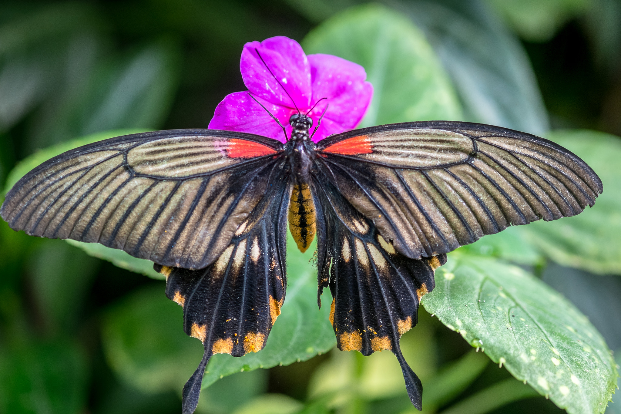 Fujifilm X-M1 + Fujifilm XF 60mm F2.4 R Macro sample photo. Papilio memno photography