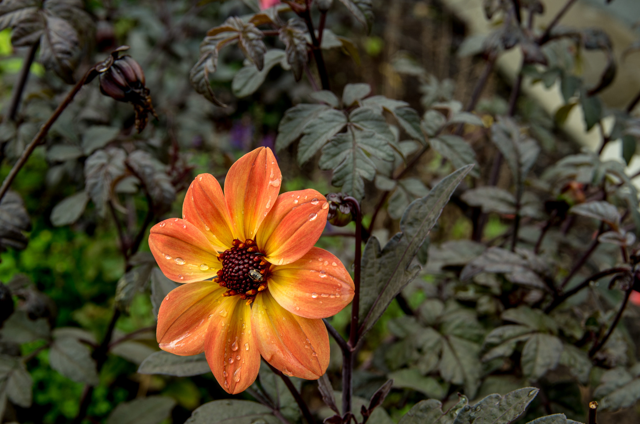 Pentax smc DA* 16-50mm F2.8 ED AL (IF) SDM sample photo. Flower photography