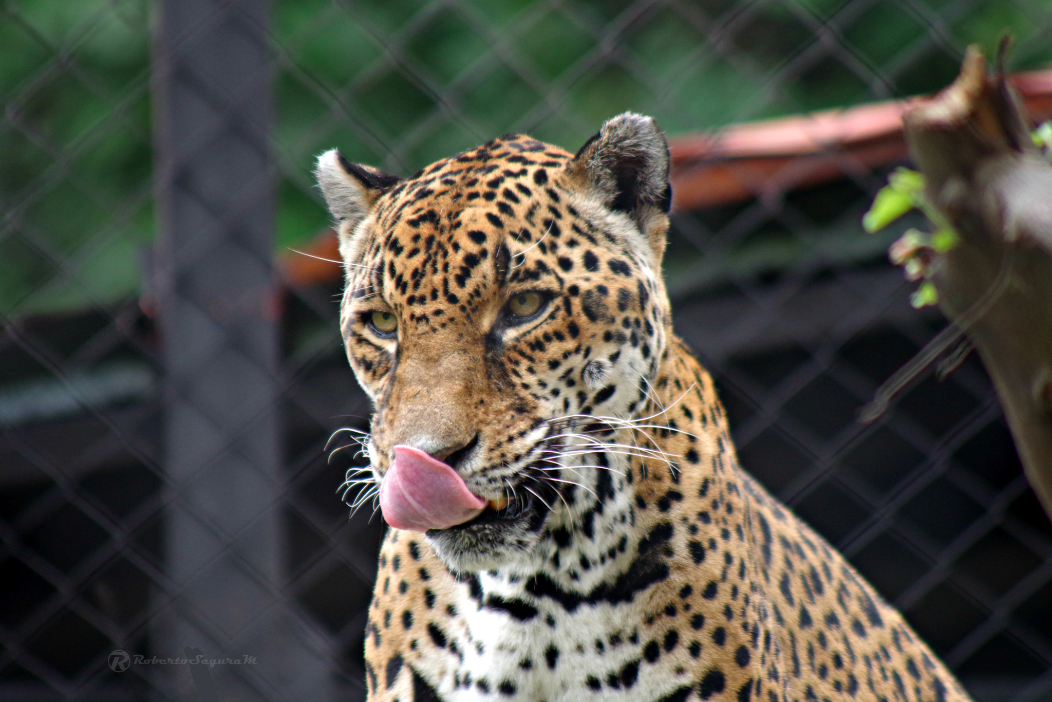 smc PENTAX-FA 80-320mm F4.5-5.6 sample photo. Ummm.... photography